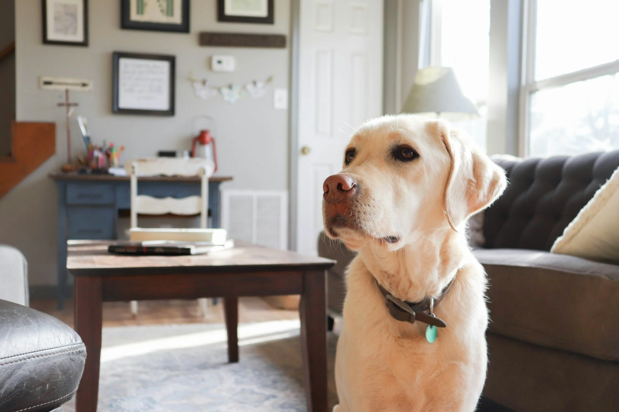Is Kibble Really "Good Enough" for Your Dog?