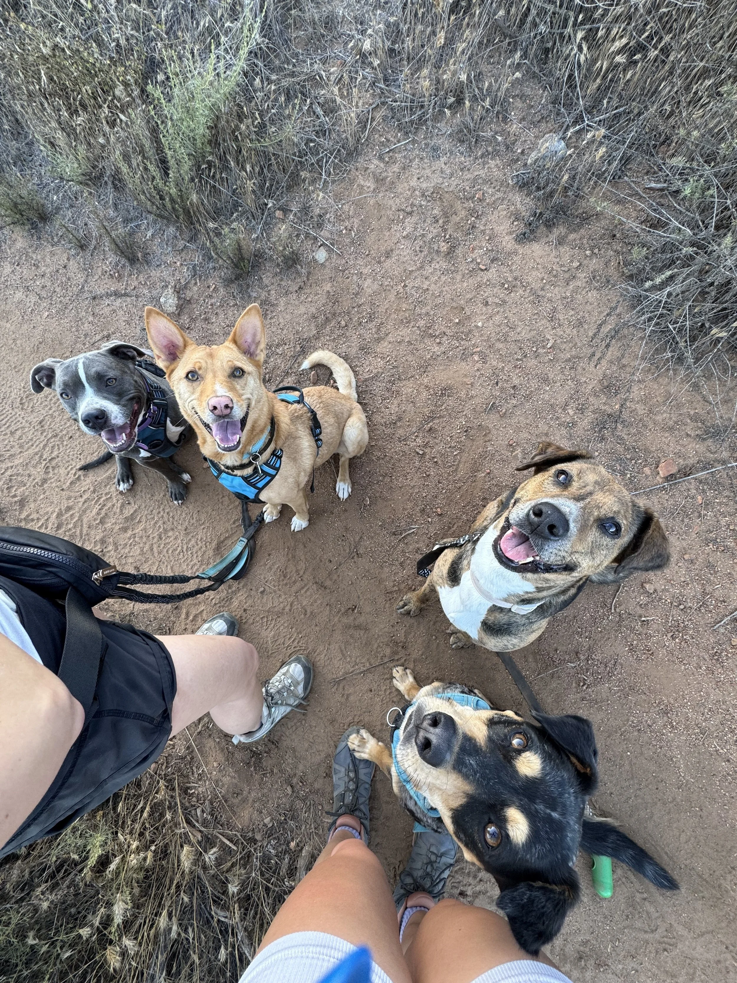 Four dogs on a dirt trail surrounded by dry grasses and bushes, with two human legs and shoes visible in the foreground.