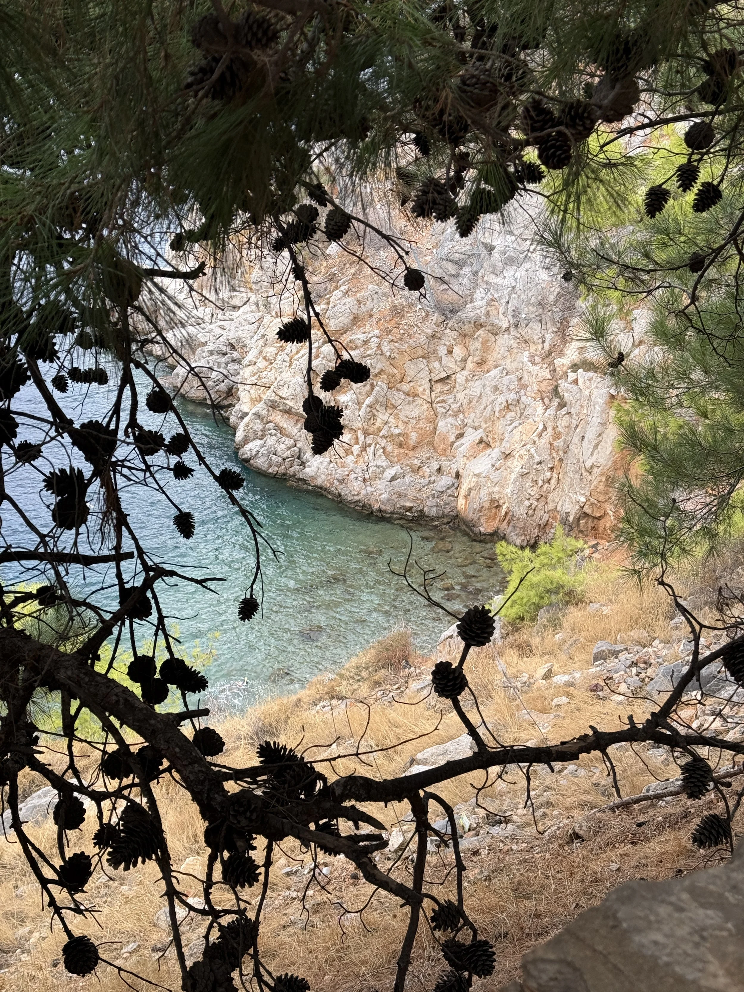 View of a rocky coastal area with water, framed by pine tree branches and pinecones in the foreground, Le Stelle Collective creative residency for women held in the Mediterranean.