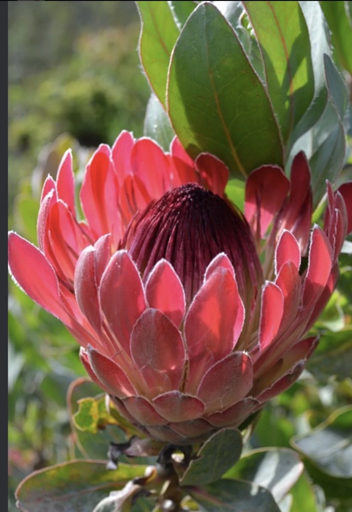 King Protea
