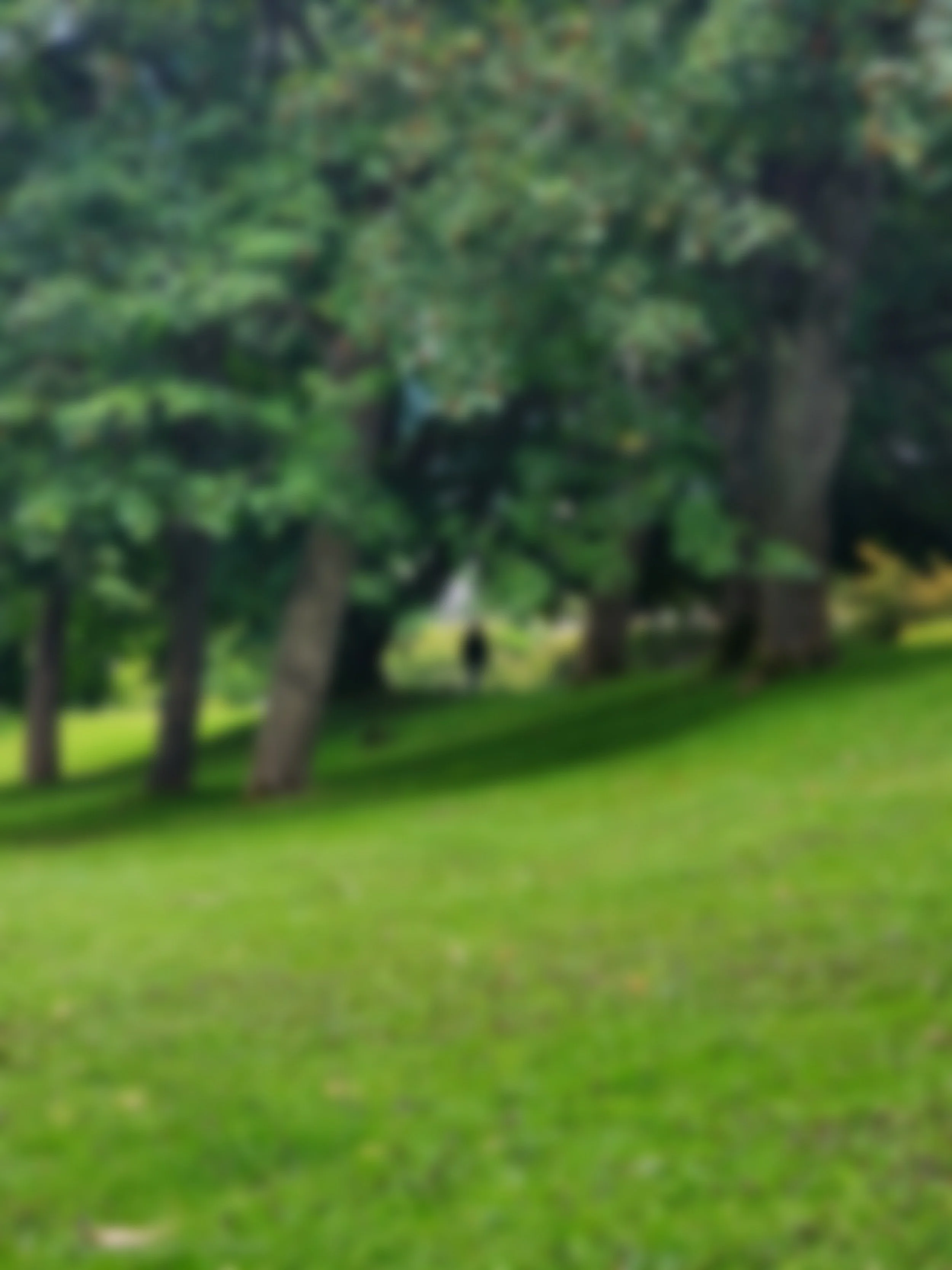 Blurred image of a park with trees and green grass.