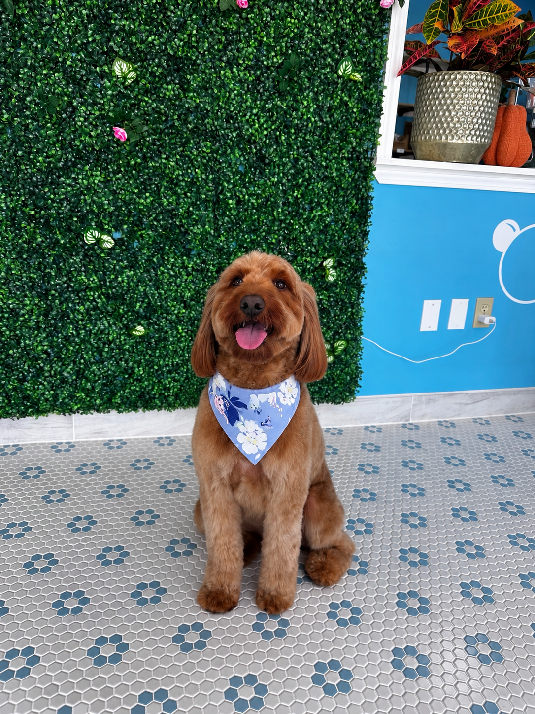 Linda_Zheng_dogpic3 1.PNG