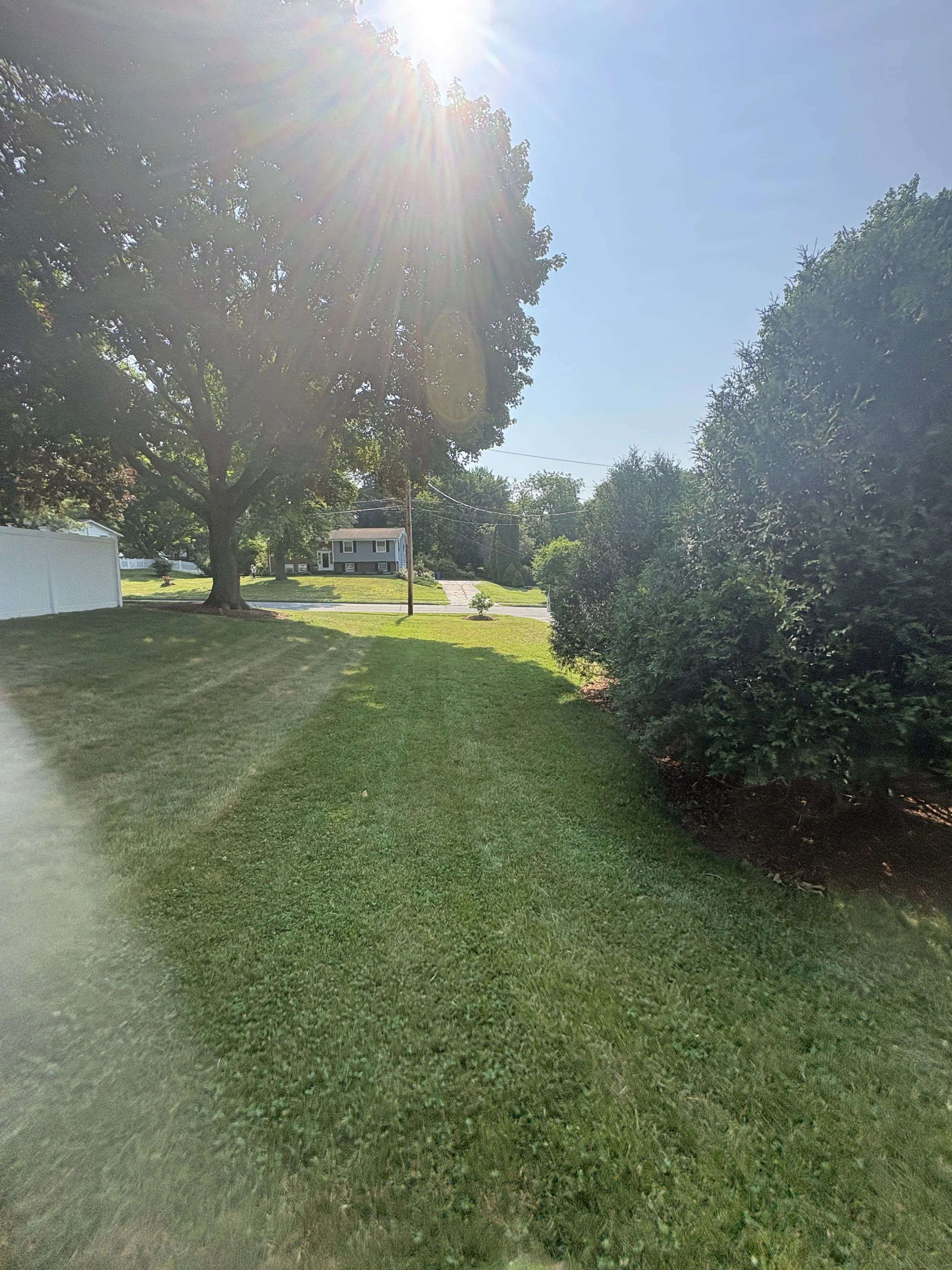 A suburban backyard with green grass, a large tree, smaller shrubs, a house in the background, and a white fence on the left side. The sun is shining brightly, creating lens flare.