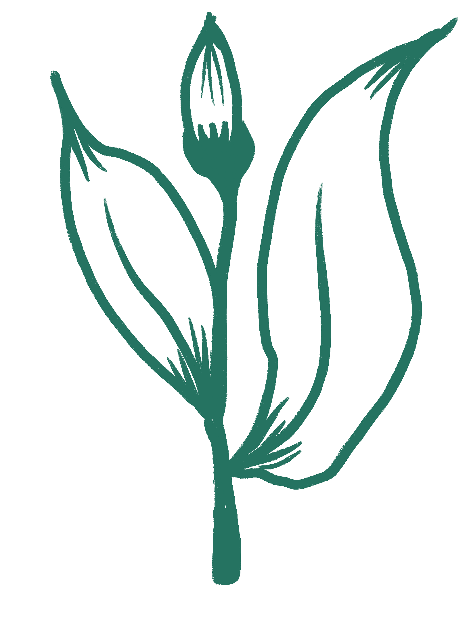 Line drawing of a flower with long, pointed petals and leaves, depicted in a teal green color on a black background.