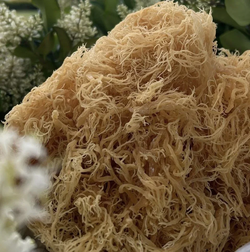 Close-up of a beige, fibrous, tangled sponge-like object with blurred green foliage and white flowers in the background.