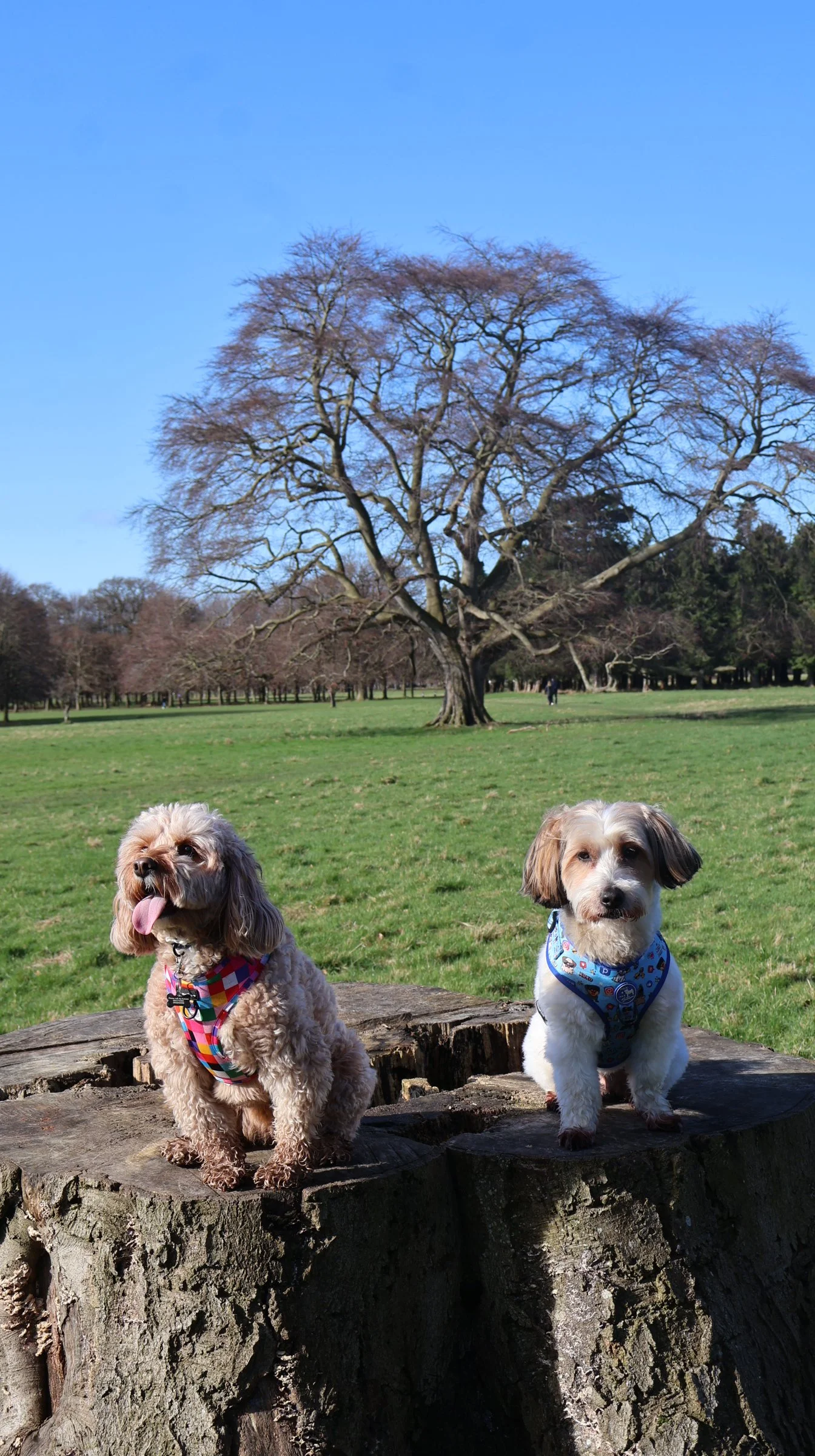 Two dogs sitting on a tree stump in a park, with a large tree and open grassy field in the background under a clear blue sky.