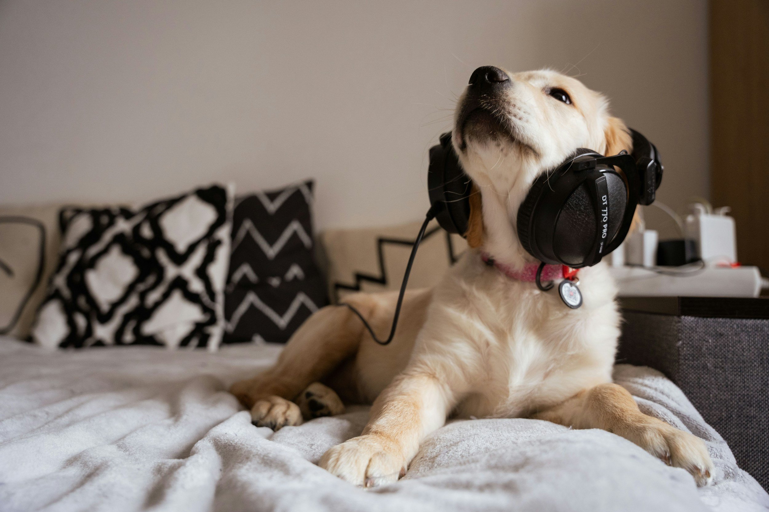 A dog with light fur, wearing headphones, lying on a bed with a soft blanket, with black and white zigzag patterned pillows in the background.