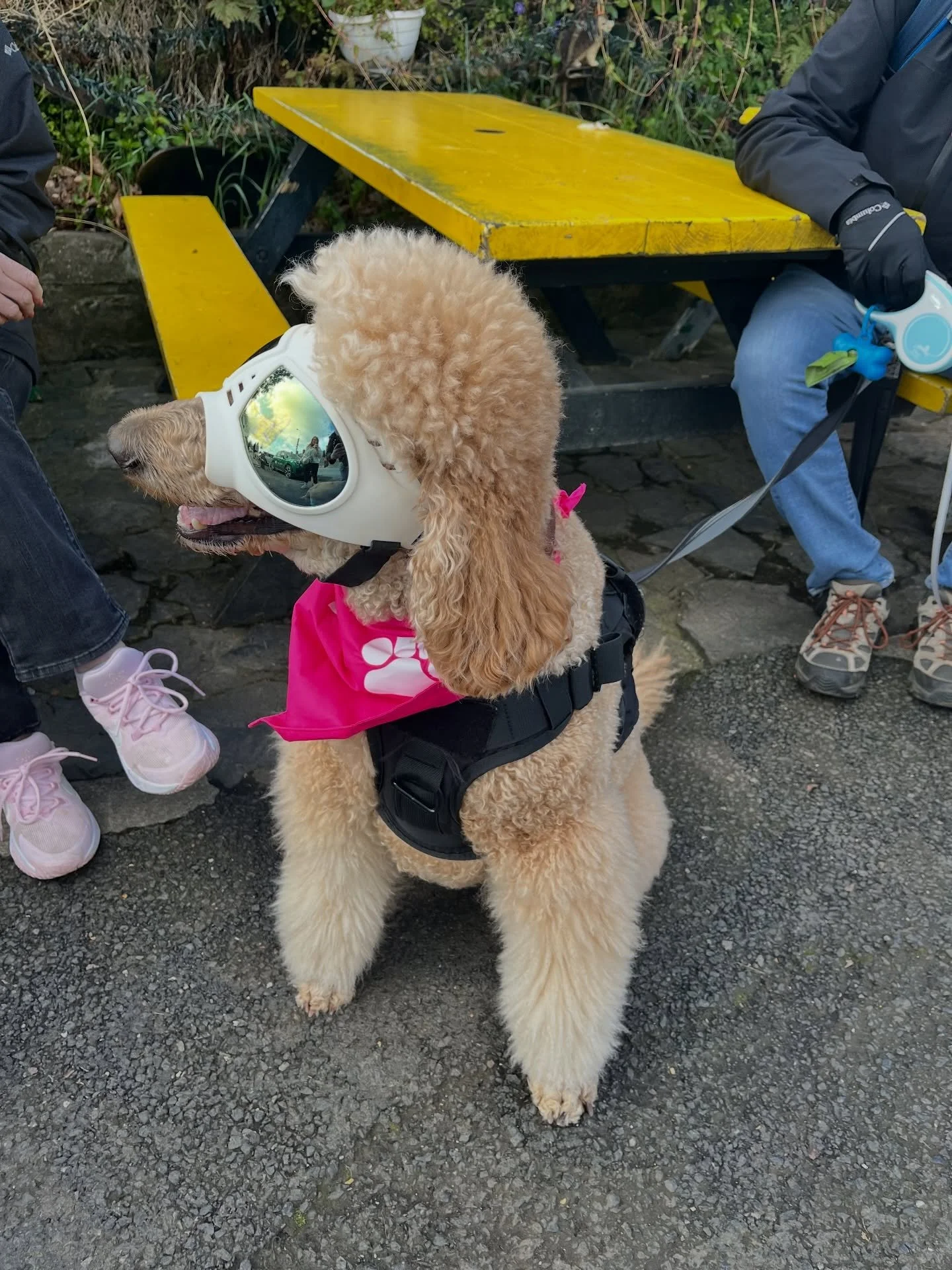 Happy weekend 🐶 🐾 

#barkandbuddy #dogowners #dogfriendly #ireland
