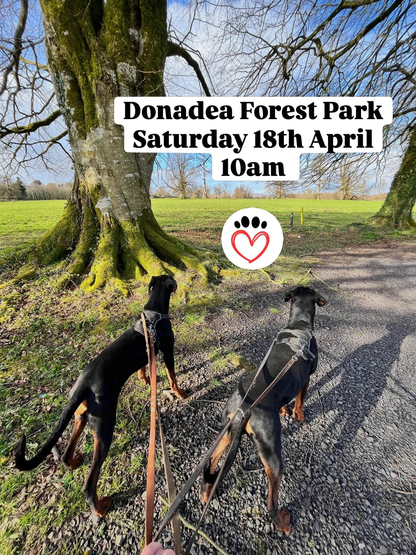 Looking forward to welcoming everyone to our first Kildare meet up - tomorrow, Saturday 18th April at Donadea Forest Park 🌳 🐶 💙

#barkandbuddy #dogowners #dogmeetups #dogfriendly #kildare
