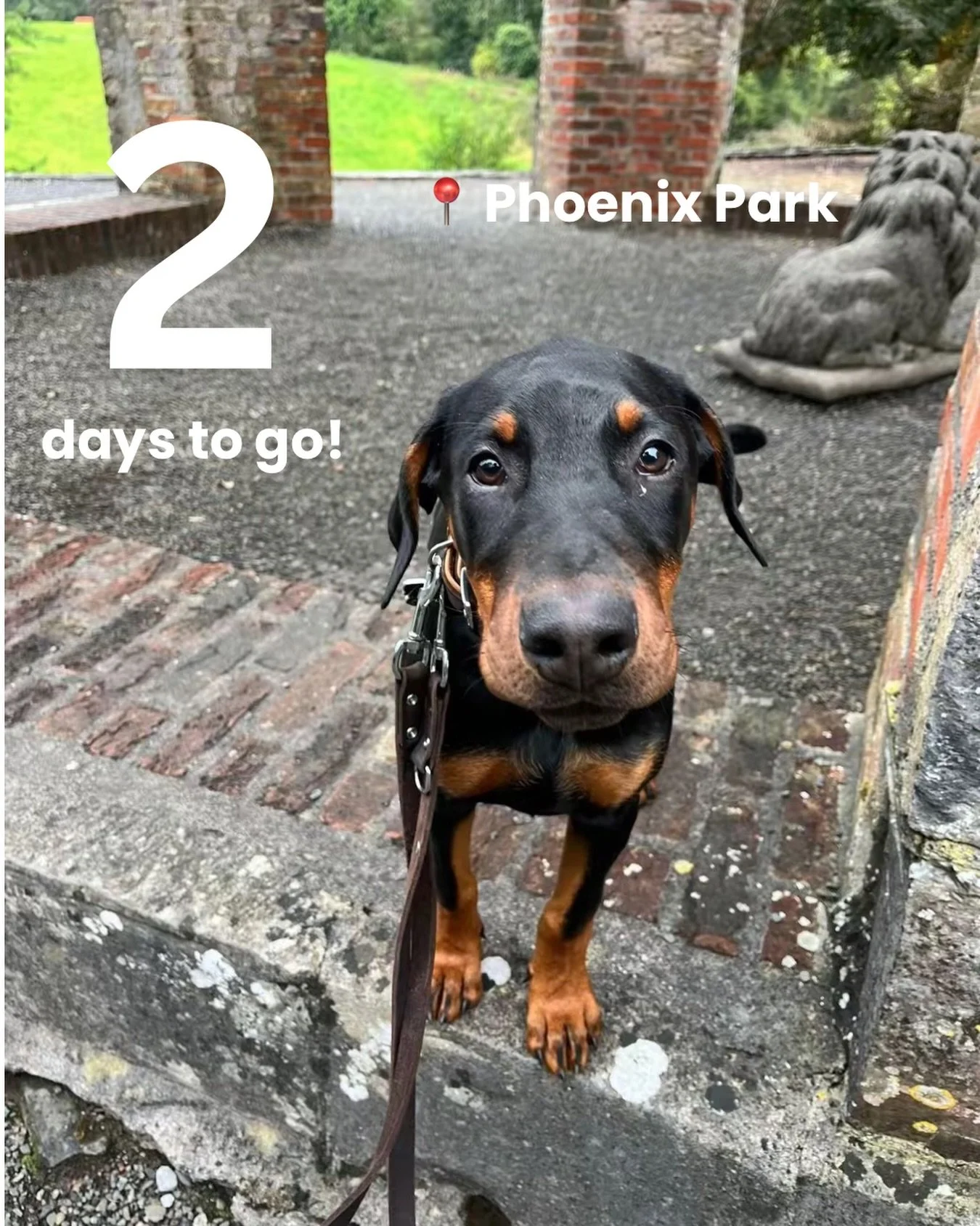 2 DAYS TO GO 2 🐕 🐾

The countdown is ON for our second Bark &amp; Buddy Club meetup and we can&rsquo;t wait to see all the wagging tails back in Phoenix Park! 🌳🐕

Get ready for zoomies, new furry friendships, and plenty of happy moments with your