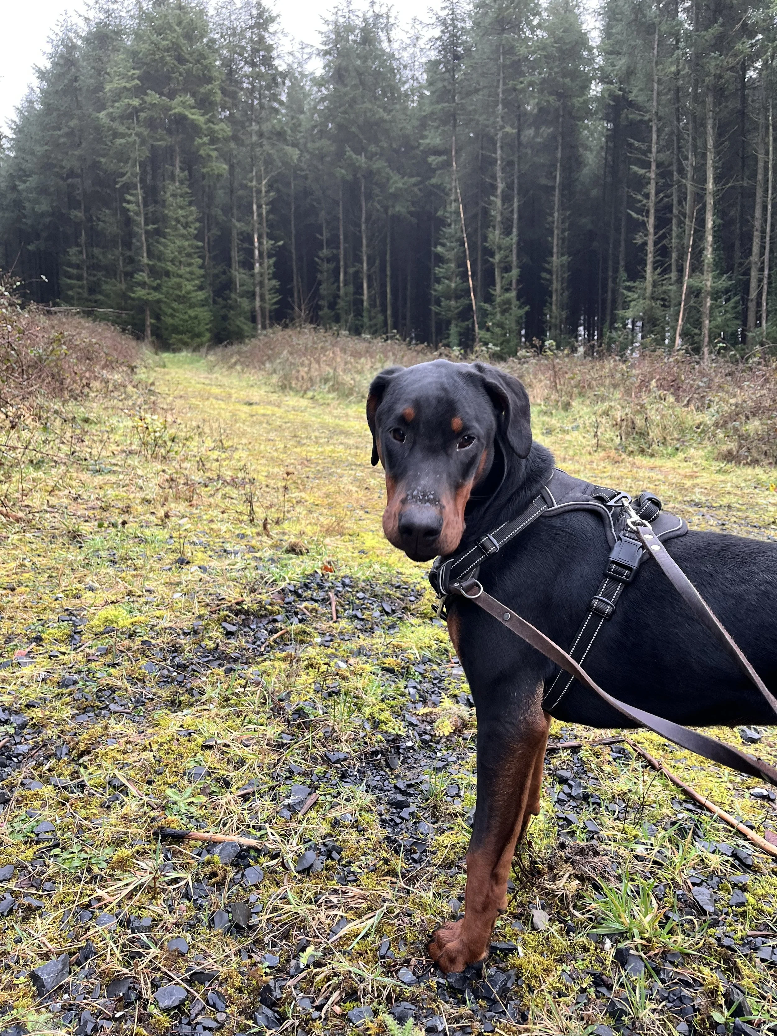 A black and tan dog with a harness sitting on a moss-covered trail in a forest of tall green pine trees.