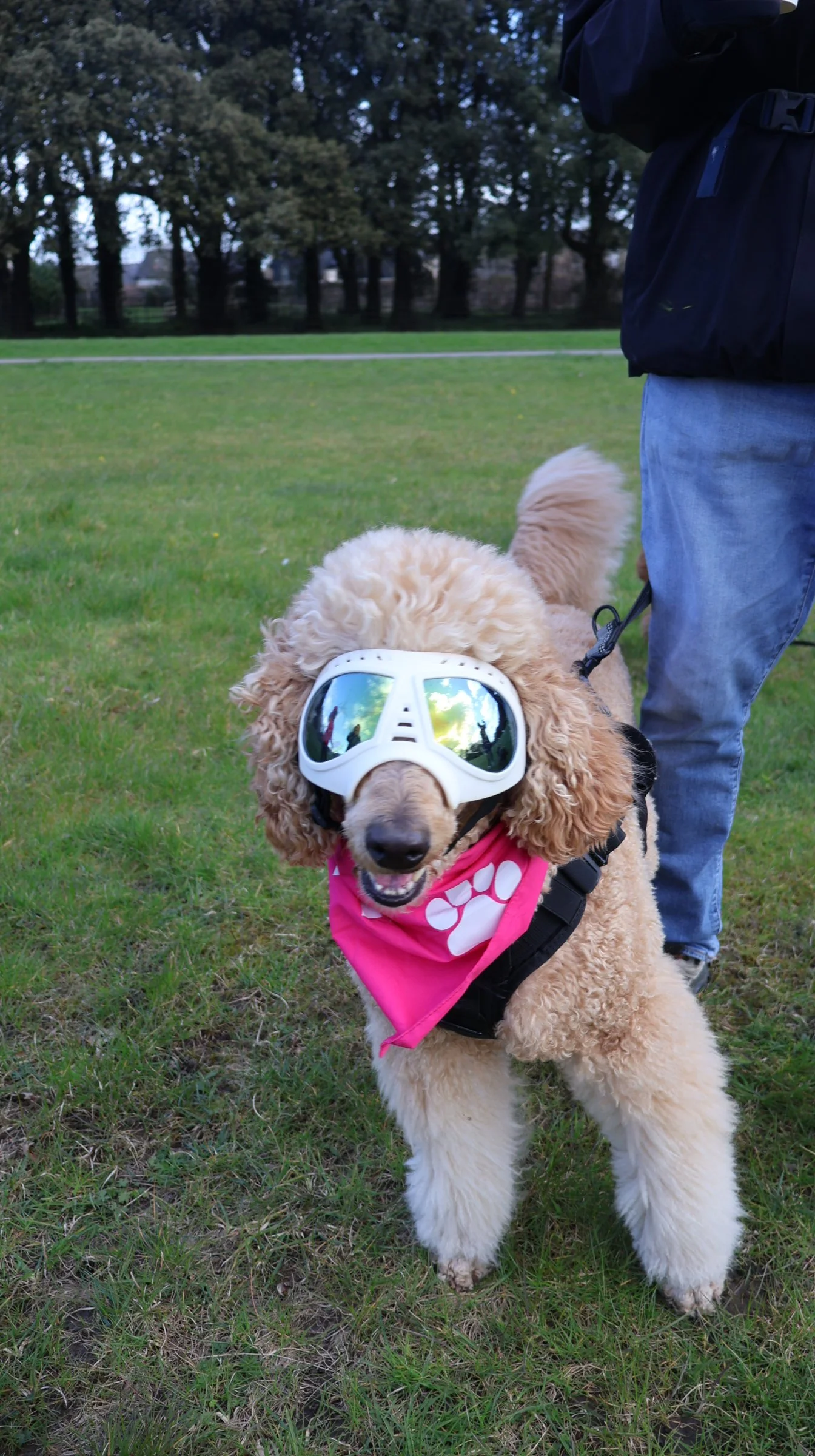 A fluffy golden retriever wearing reflective sunglasses and a pink bandana on a leash held by a person in a dark jacket and blue jeans, standing on grass in a park with trees in the background.