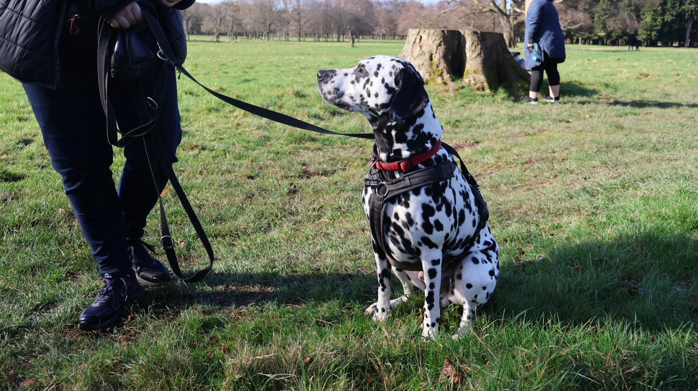 A Dalmatian dog wearing a harness, sitting on grass in a park, looking at a person holding its leash. There are people and trees in the background.