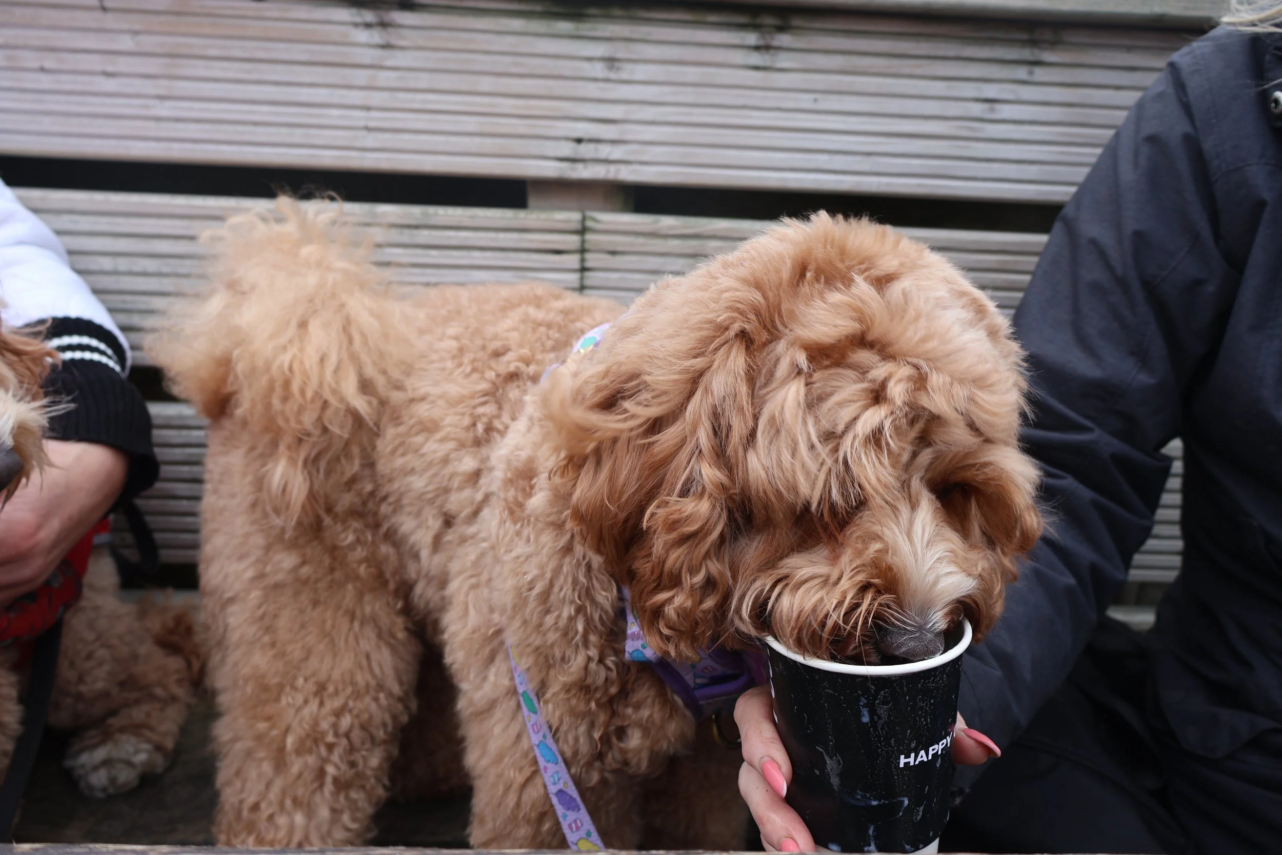 A golden doodle dog drinking from a black cup held by a person wearing a black jacket, with another person in a white and black jacket nearby, on a wooden bench.