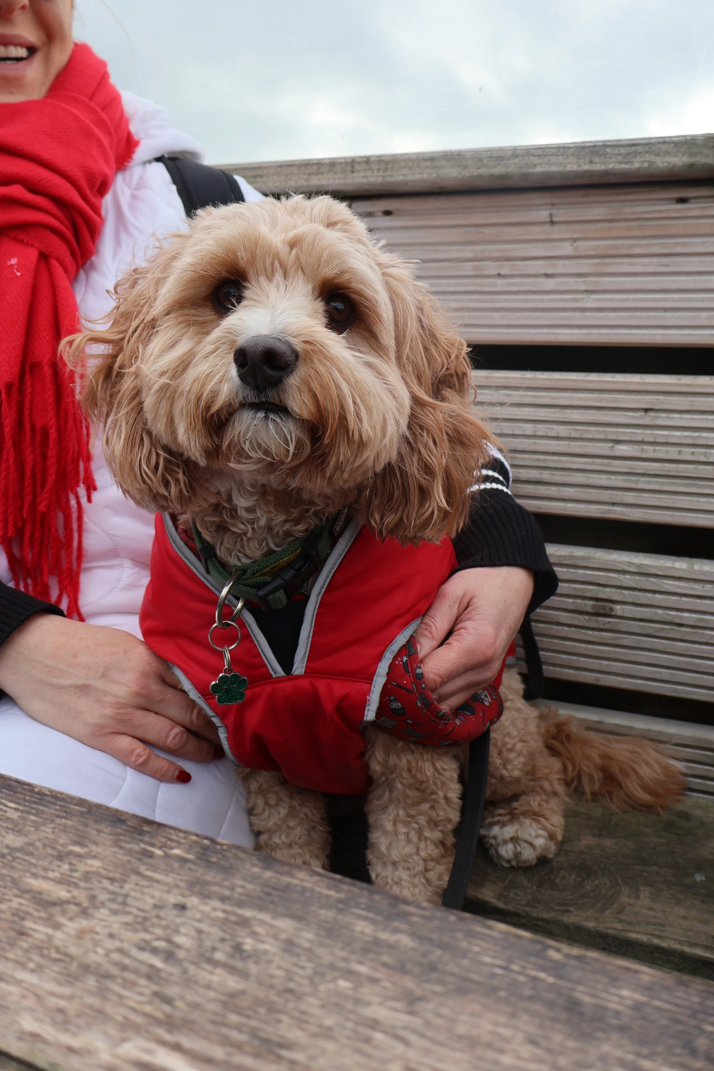 Close-up of a fluffy, light brown dog with a black nose and dark eyes, sitting on a person's lap. The person is wearing a red jacket with a paw print tag and is holding the dog. The background shows a wooden fence and a cloudy sky.