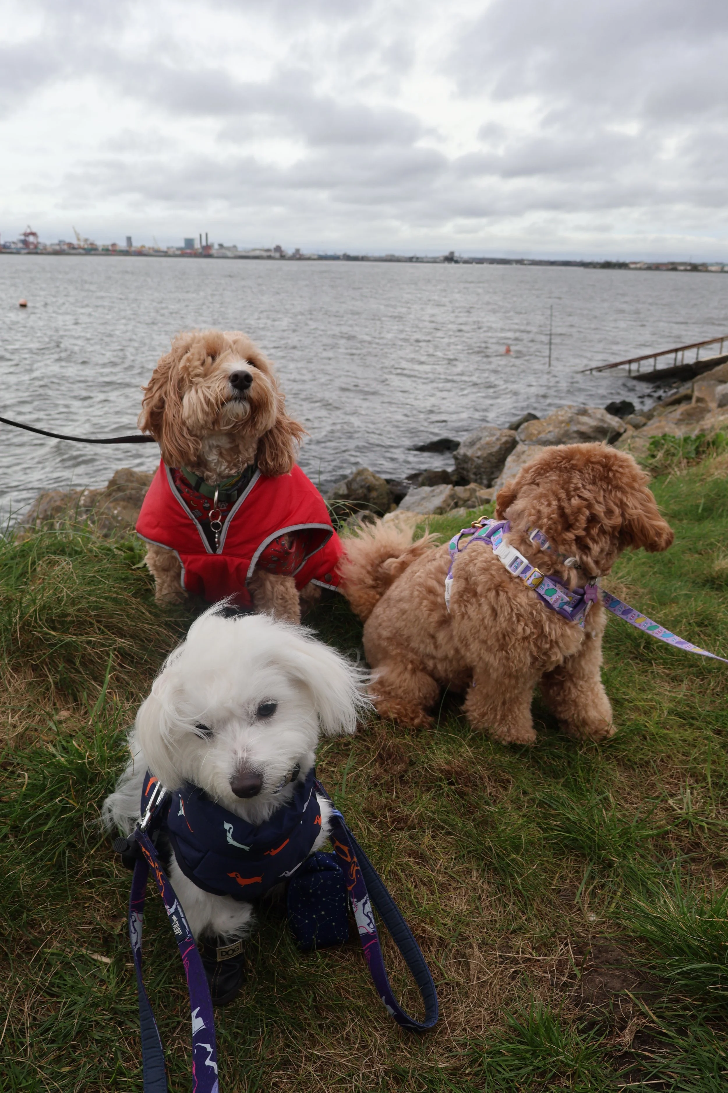 Four dogs sitting on grass near a body of water on a cloudy day, with an industrial port in the background. One dog is white with black markings and wearing a navy jacket, another is curly-haired and tan with a colorful collar, one is light tan with 
