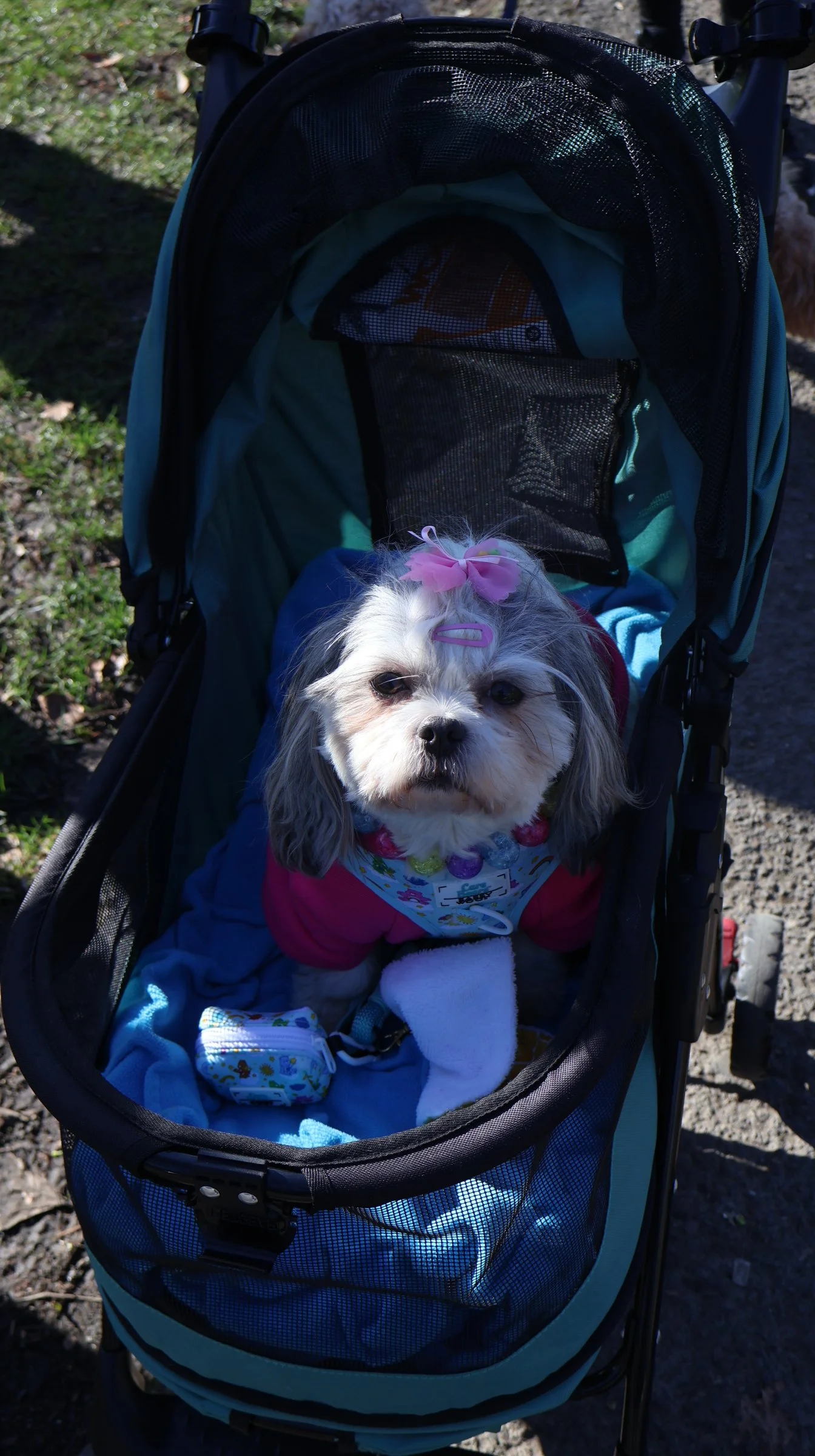 Small dog with a pink bow on its head sitting inside a stroller with a mesh canopy.