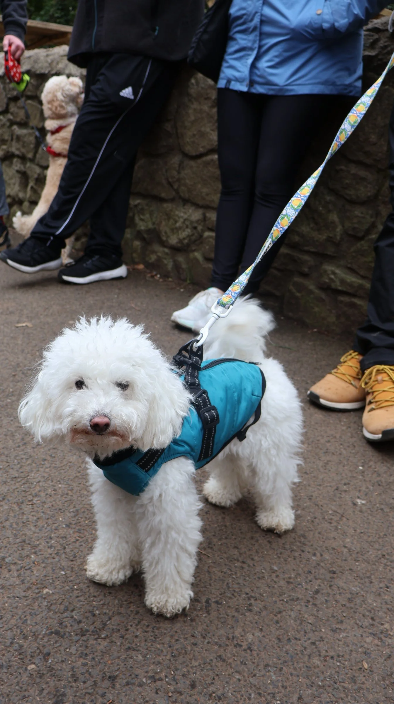 A group of people standing outdoors on a paved path with a stone wall, with a fluffy white dog in the foreground. The dog is wearing a blue jacket and a harness, and is on a leash. The people are wearing casual clothing and sneakers.