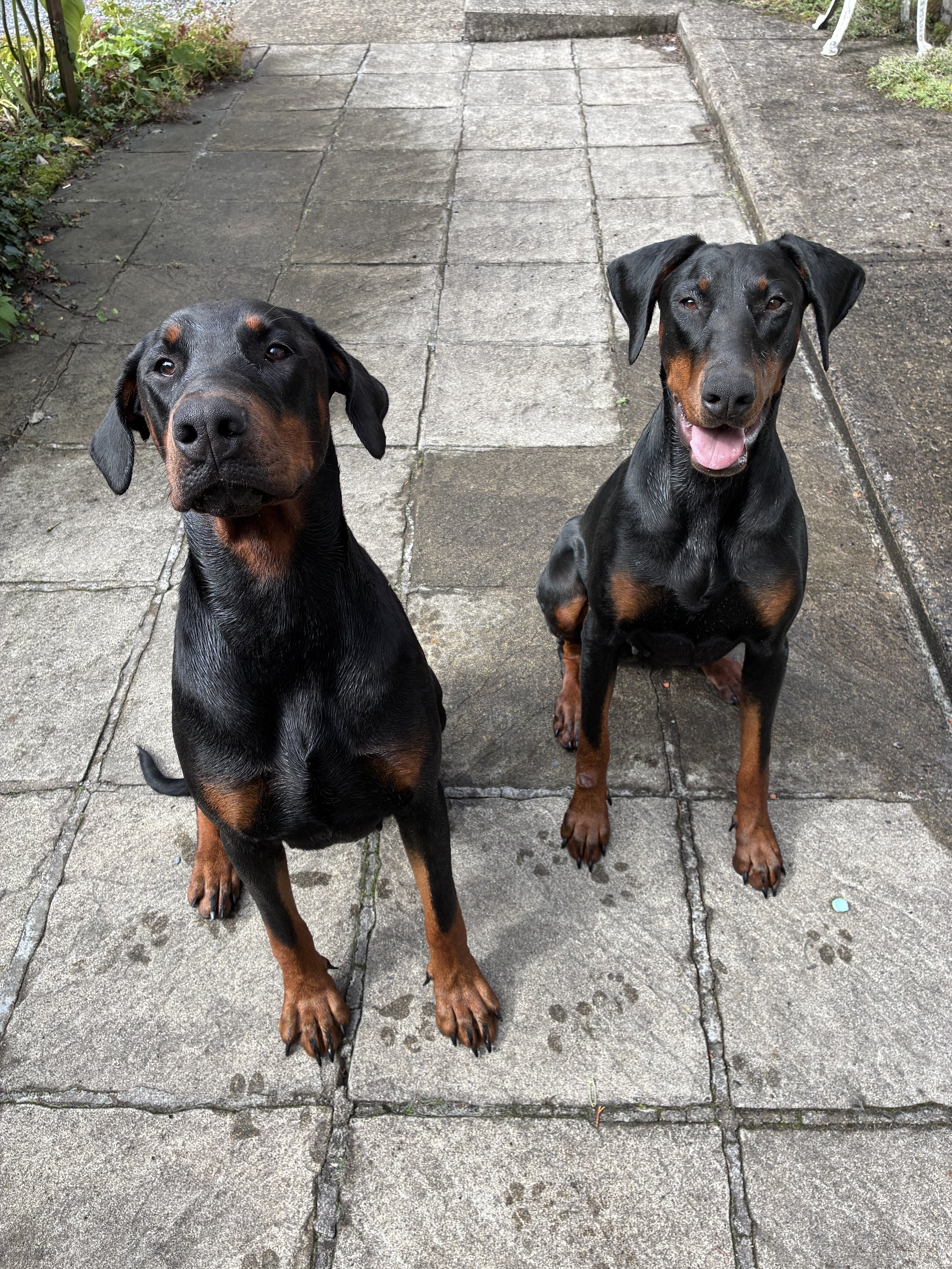 Two Doberman dogs sitting on a concrete patio, looking at the camera, outdoors with greenery and garden furniture in the background.