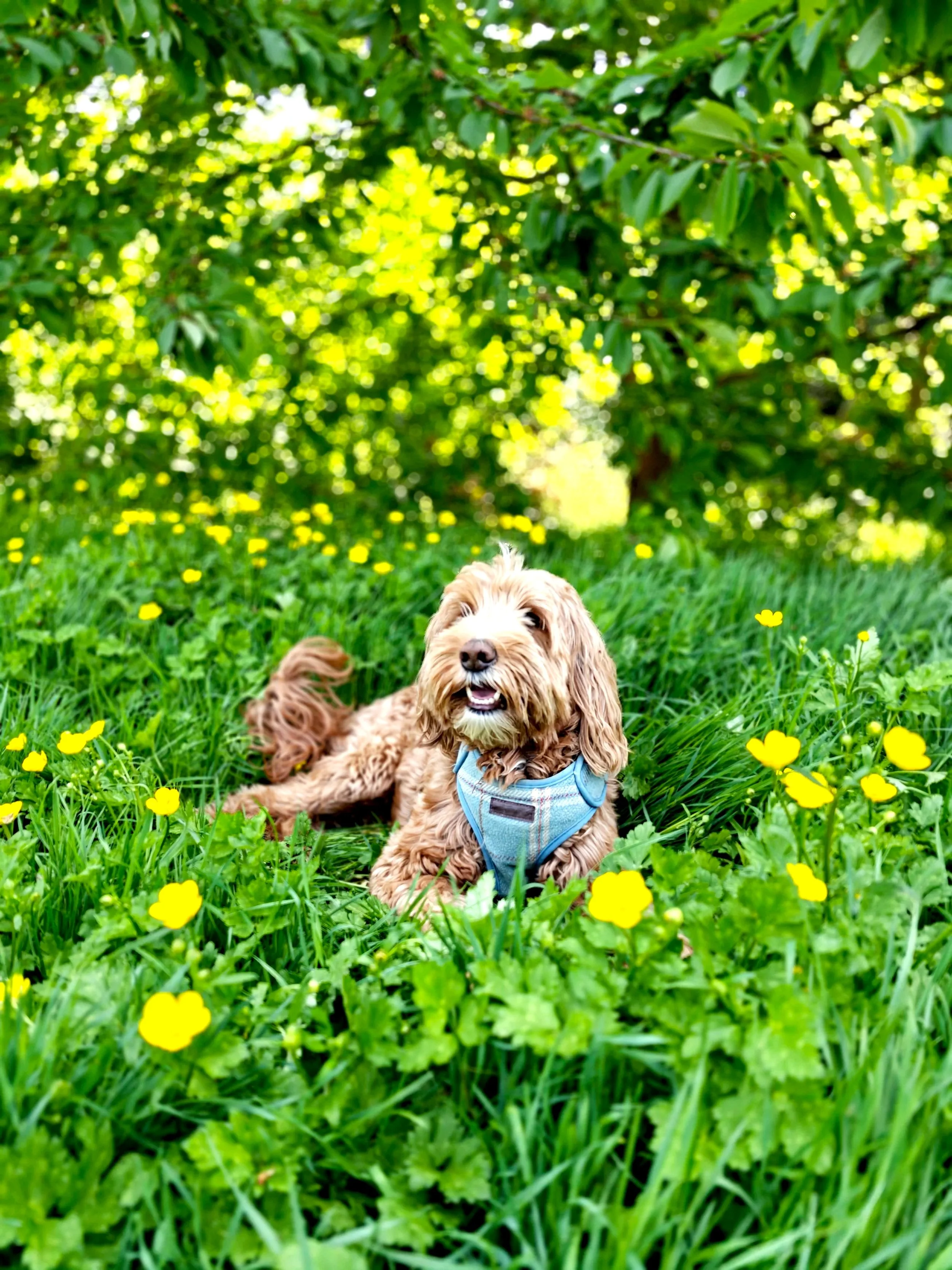 Couscous chilling whilst out for a walk.