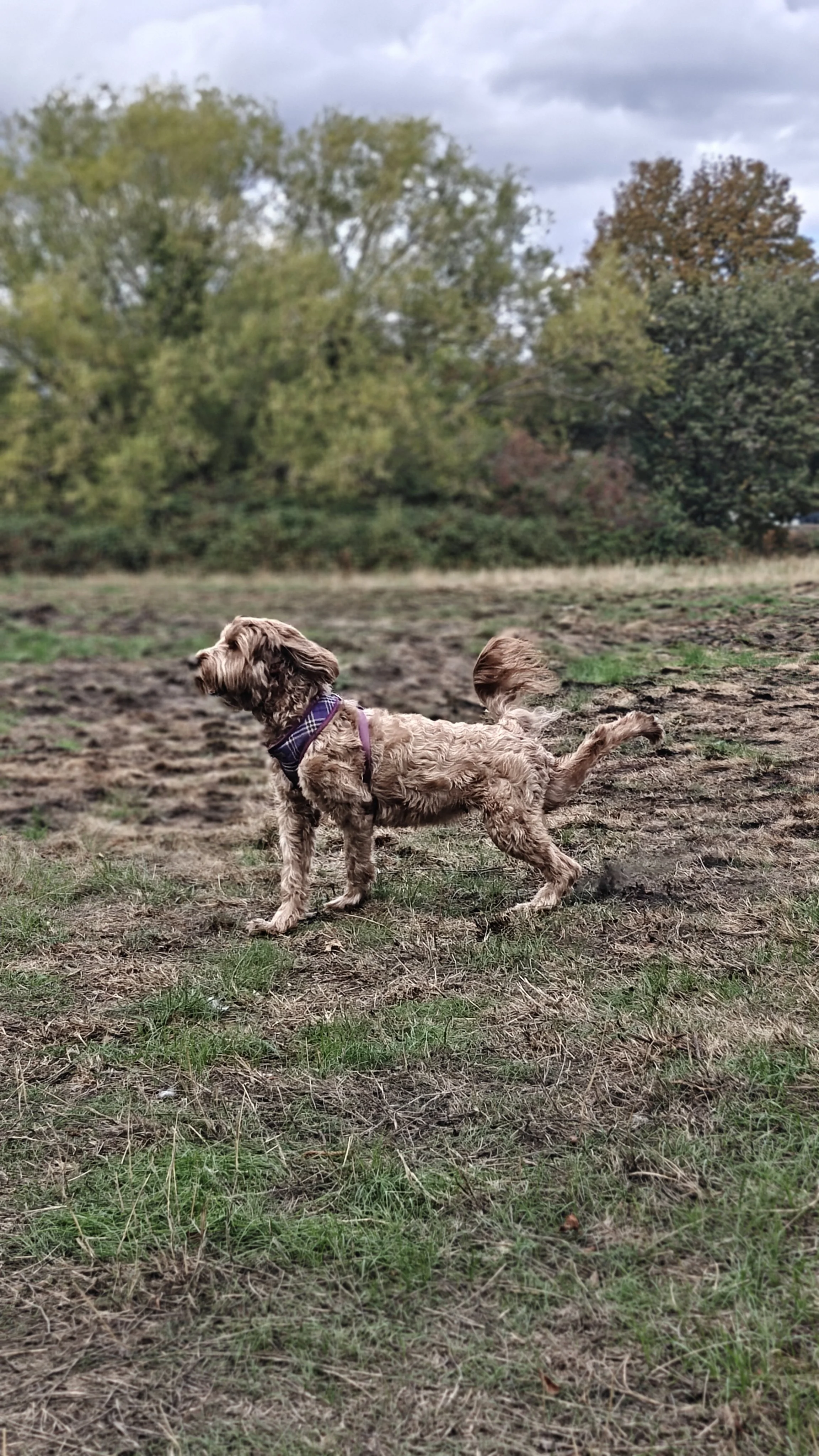 A brown, curly-haired dog wearing a purple harness standing on a patchy grassy area with trees in the background under a cloudy sky.
