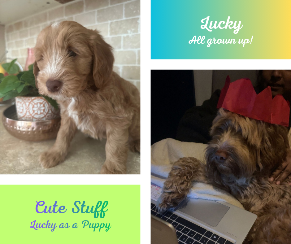 A collage with two pictures of adorable puppies. The top right has text saying 'Lucky All grown up!' and the bottom left has text saying 'Cute Stuff Lucky as a Puppy'.