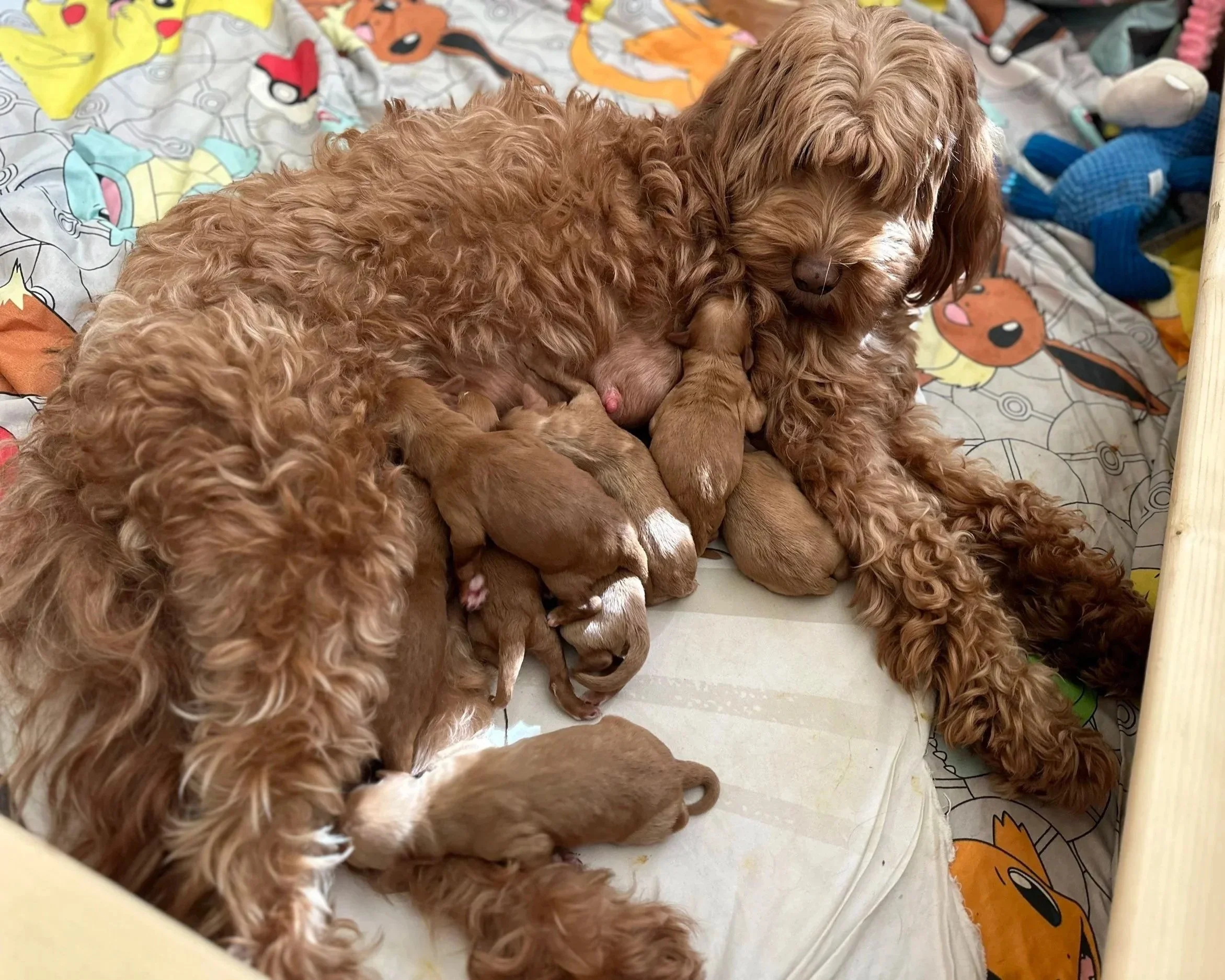 A brown curly-haired dog resting on a bed filled with newborn puppies nursing.