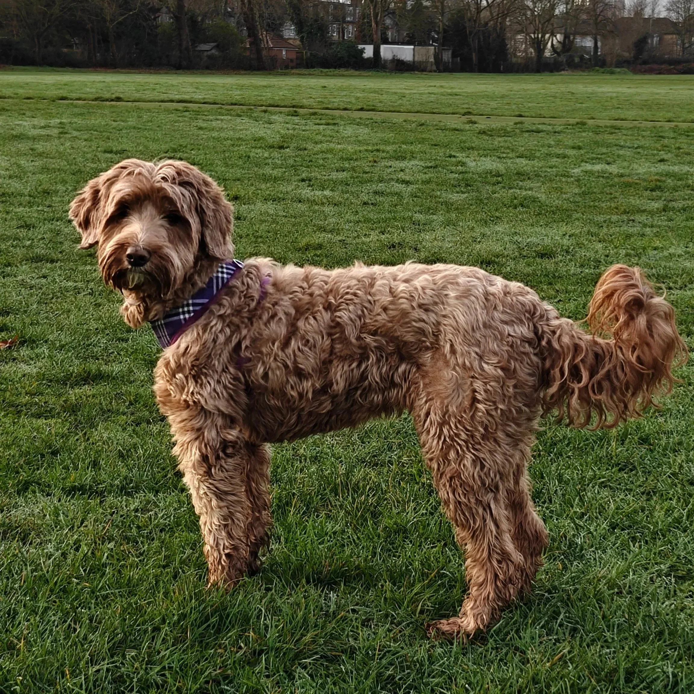 Couscous looking all grown up.