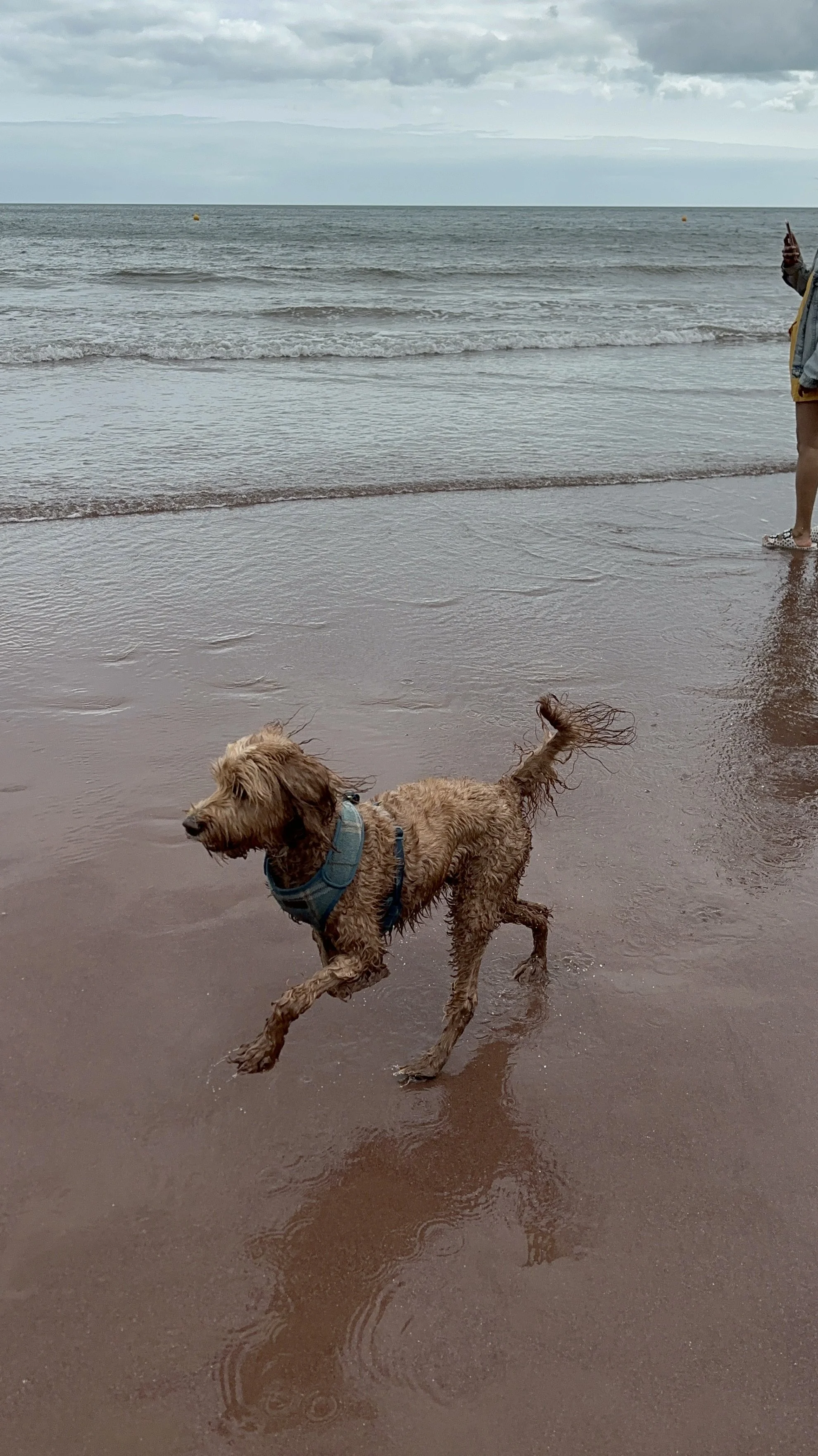 A wet dog running on the sandy beach near the ocean, with a person holding a mobile phone partially visible on the right side, and the ocean with gentle waves and cloudy sky in the background.