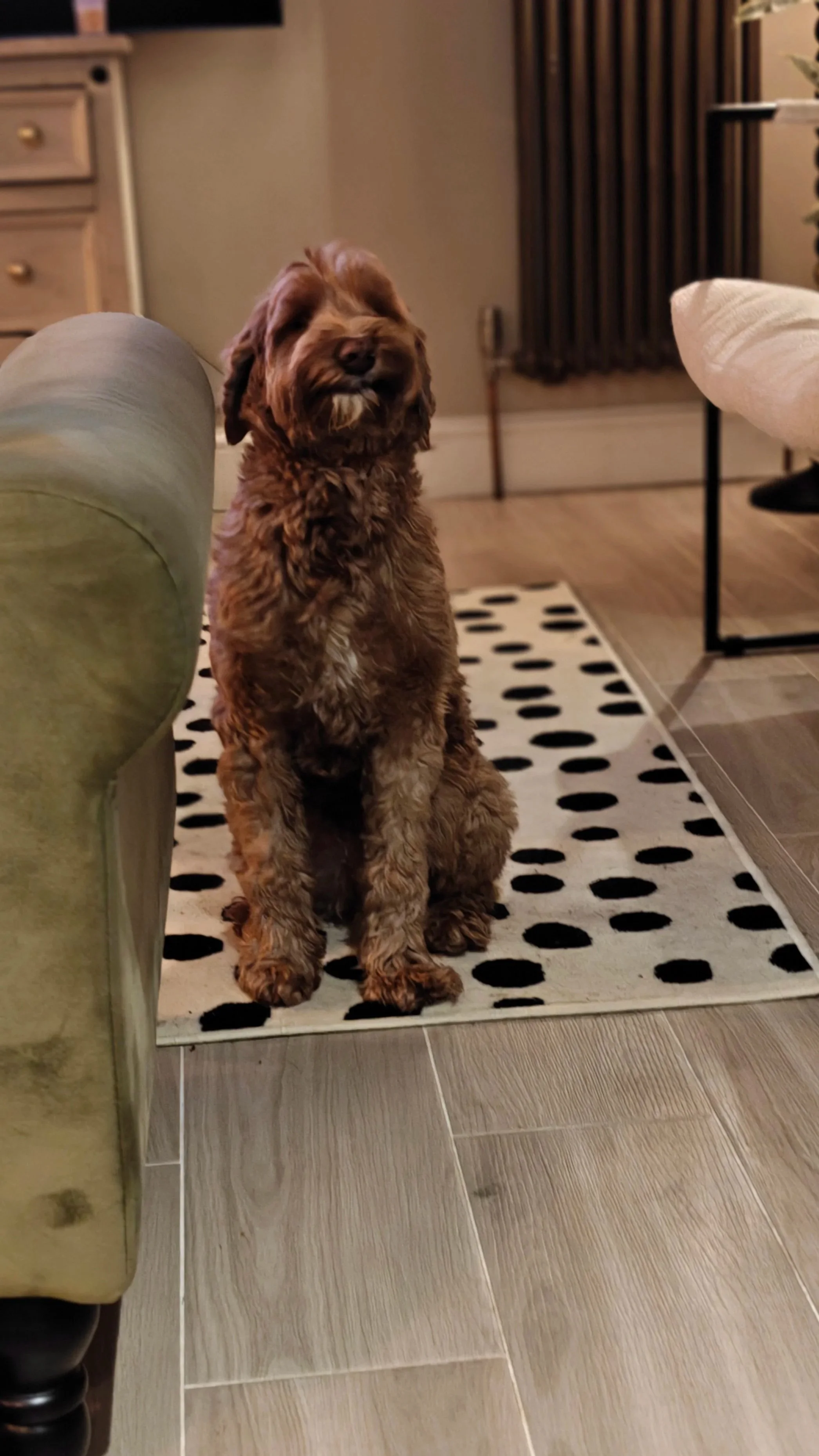 A brown curly-haired dog sitting on a black and white polka dot rug in a cozy living room, with furniture and a window with brown curtains in the background.