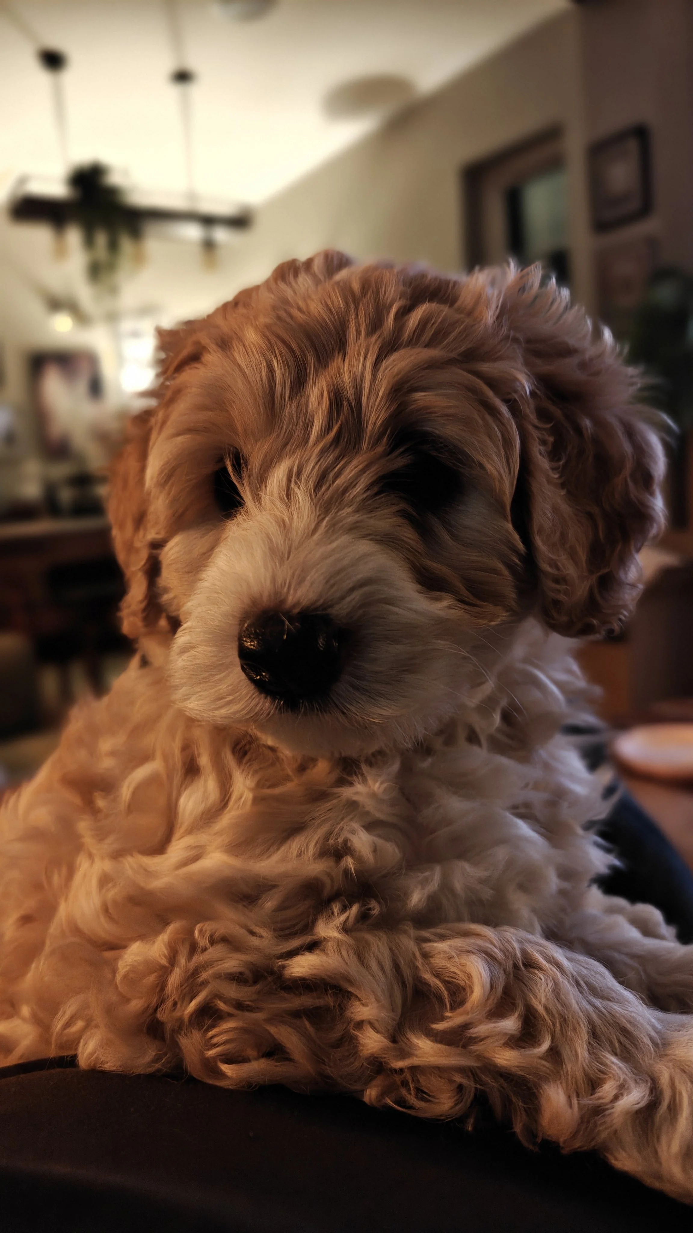 Kiki as a baby sitting indoors with a blurred background of a living room.