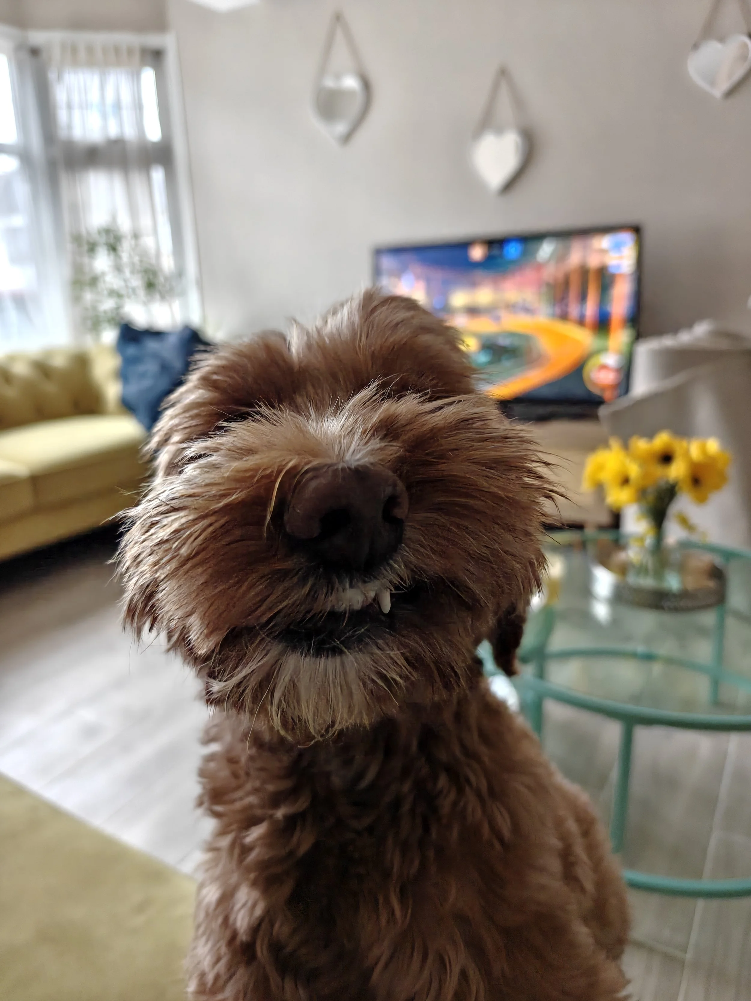 Close-up shot of a shaggy brown dog with a black nose, partially obscuring its face, inside a bright living room with a television, window, and yellow flowers on a table in the background.