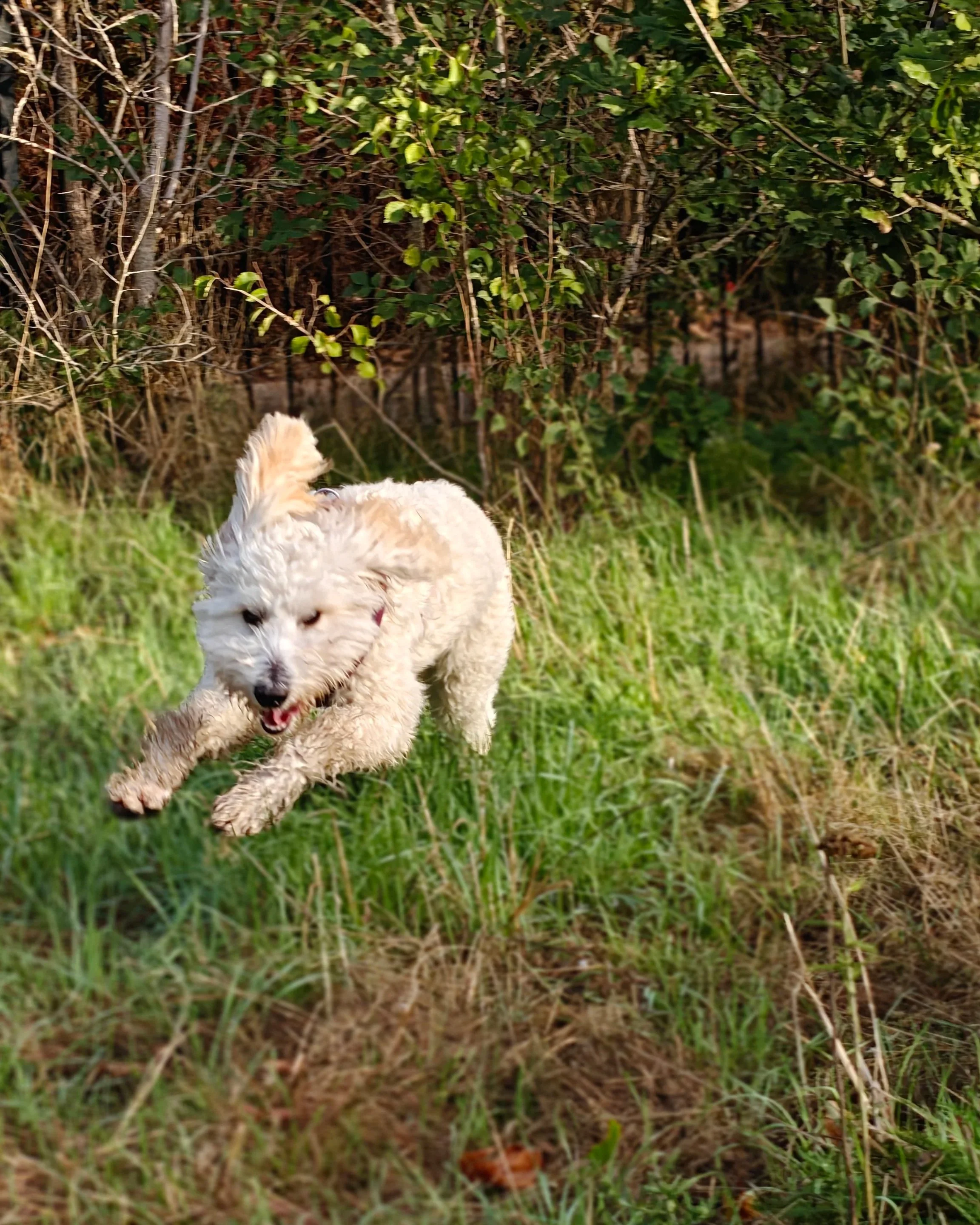 A small white dog running through green grass near dense green bushes.