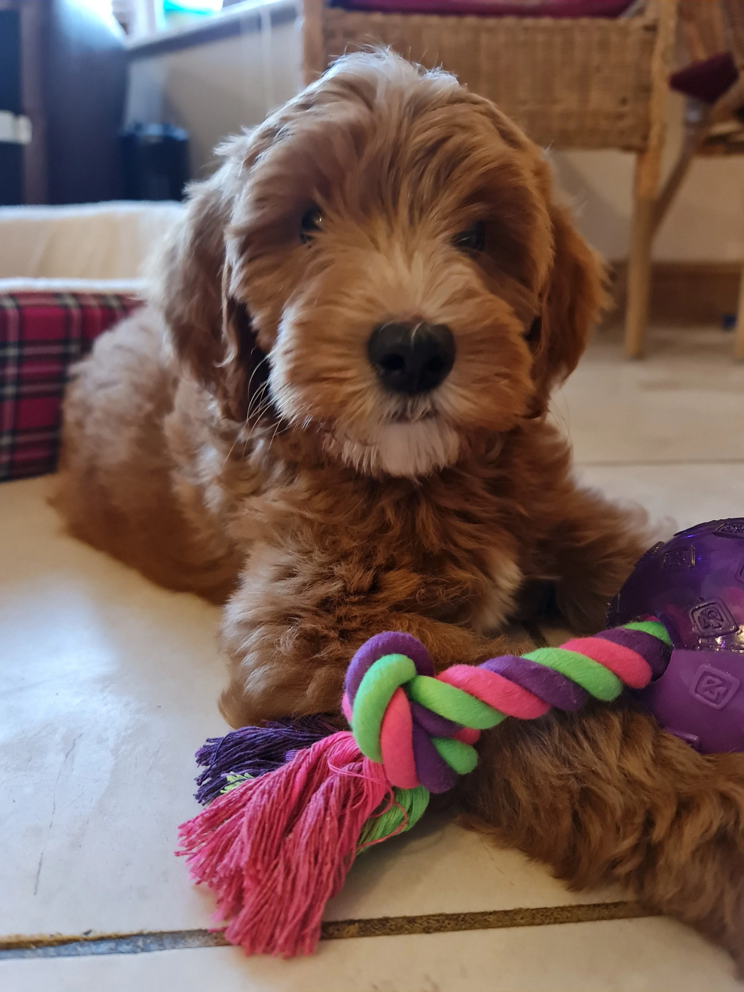 Couscous as a Baby