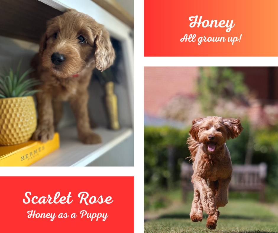 A collage of two images of a small brown puppy. The first shows the puppy standing indoors next to a yellow pot with a green plant, and a yellow box labeled 'Hermès.' The second image is of the same puppy outdoors, running on grass with a blurred background of trees and a bench. A text overlay says "Honey All grown up!" and "Scarlet Rose Honey as a Puppy."
