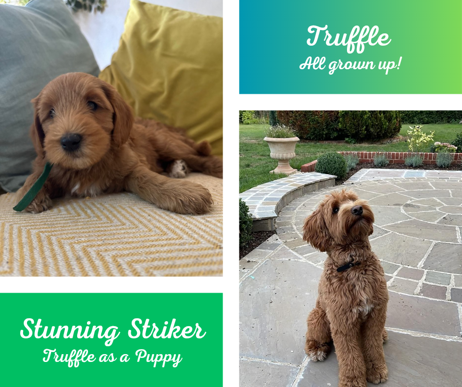 Side-by-side photos of a cute brown puppy, with the left image showing the puppy lying on a blanket with pillows, and the right image showing the puppy sitting on a stone patio in a garden. The images are labeled with fun text promoting the puppy as a "stunning striker" and "truffle as a puppy," with a banner that says "Truffle All grown up!"