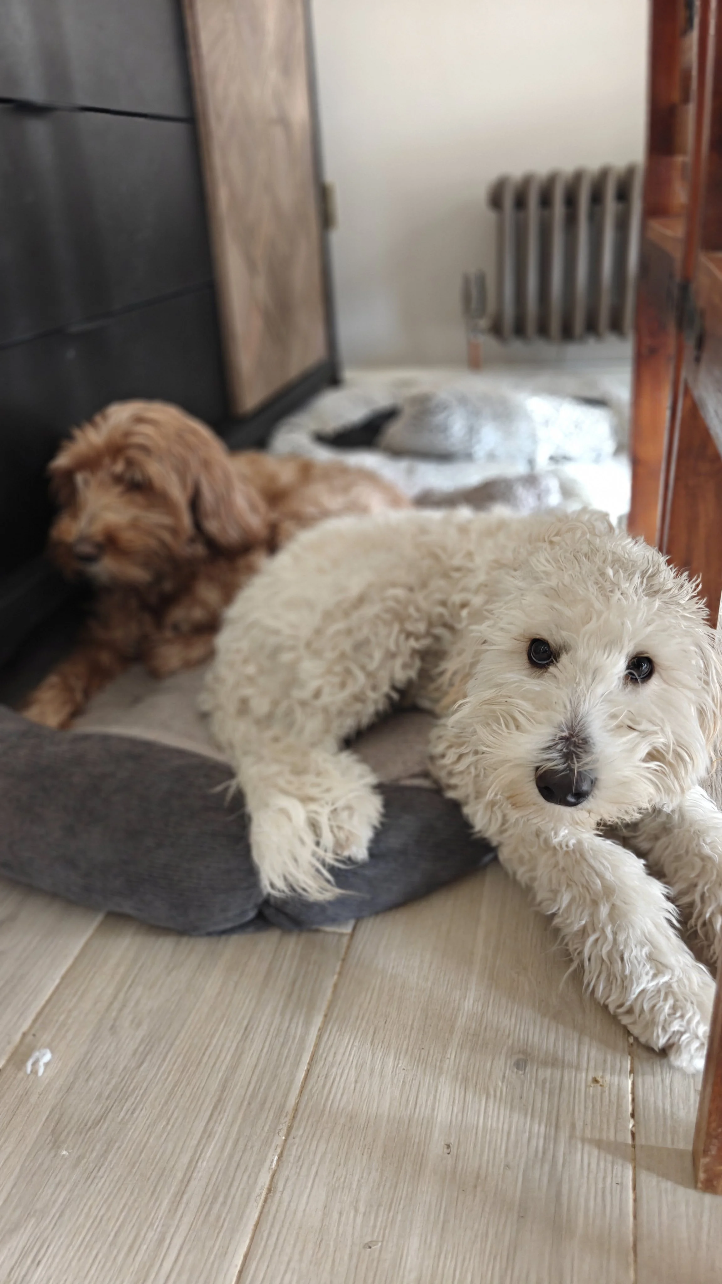 Two puppies, one cream-colored with curly fur and one light brown with wavy fur, lying on a dog bed in a room with wooden flooring, a black dresser, and a radiator.