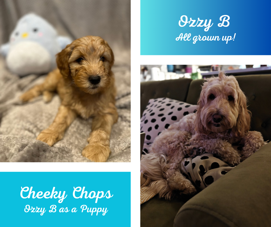A collage featuring a puppy named Ozzy B as a puppy on the left and as an adult on the right. The left shows a young, fluffy, light brown puppy lying on a blanket with a plush toy behind it. The right shows an adult, curly-haired dog relaxing on a polka dot pillow on a green couch, with background items like bottles and containers. The collage includes text labels: 'Ozzy B All grown up!' on top and 'Cheeky Chops Ozzy B as a Puppy' at the bottom.