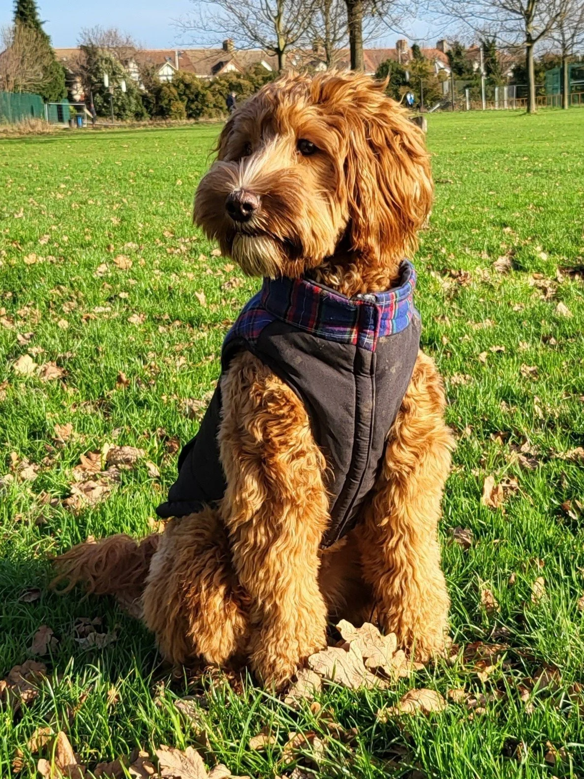 Couscous at 18 months