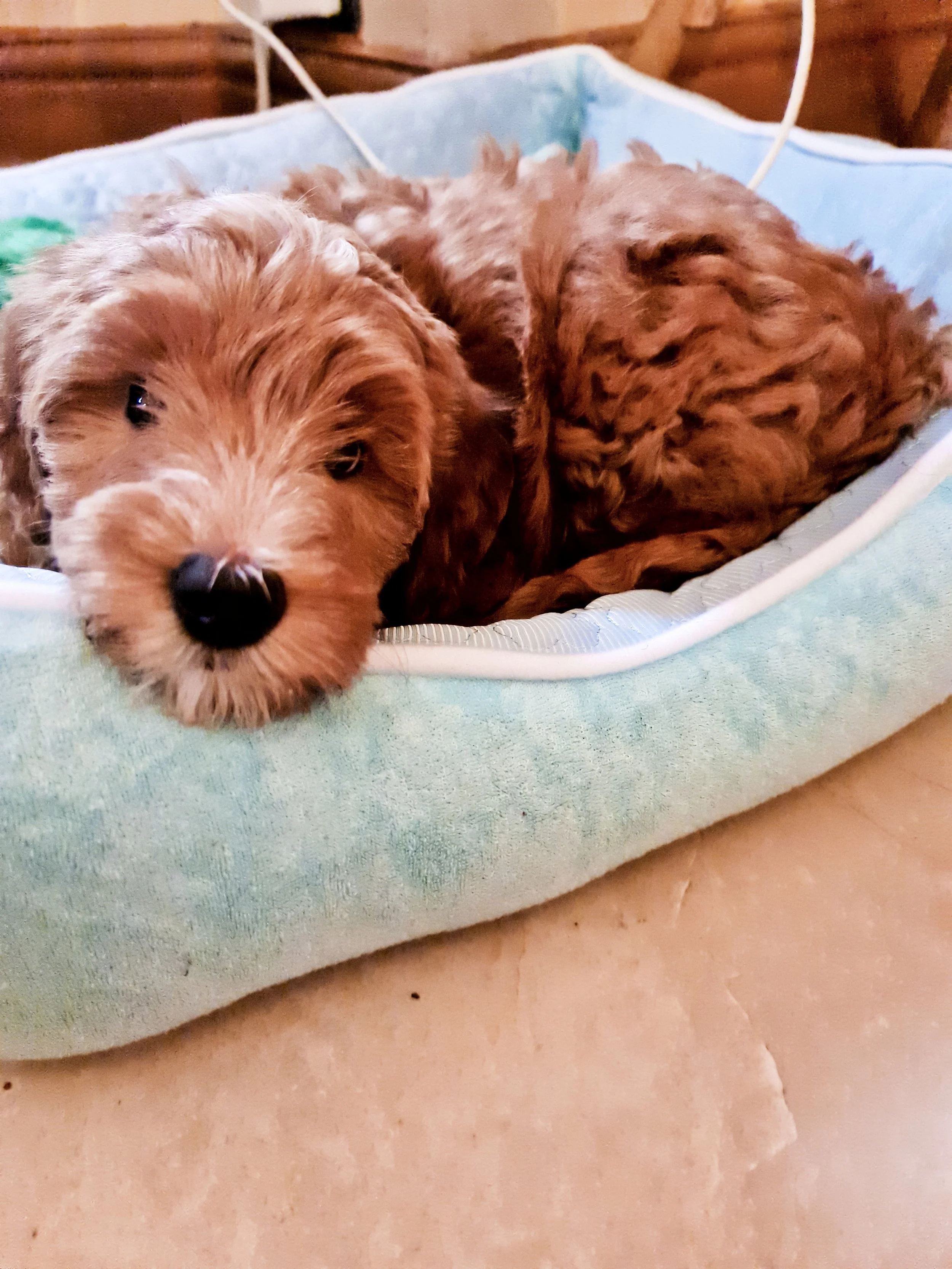 Couscous 1st day home