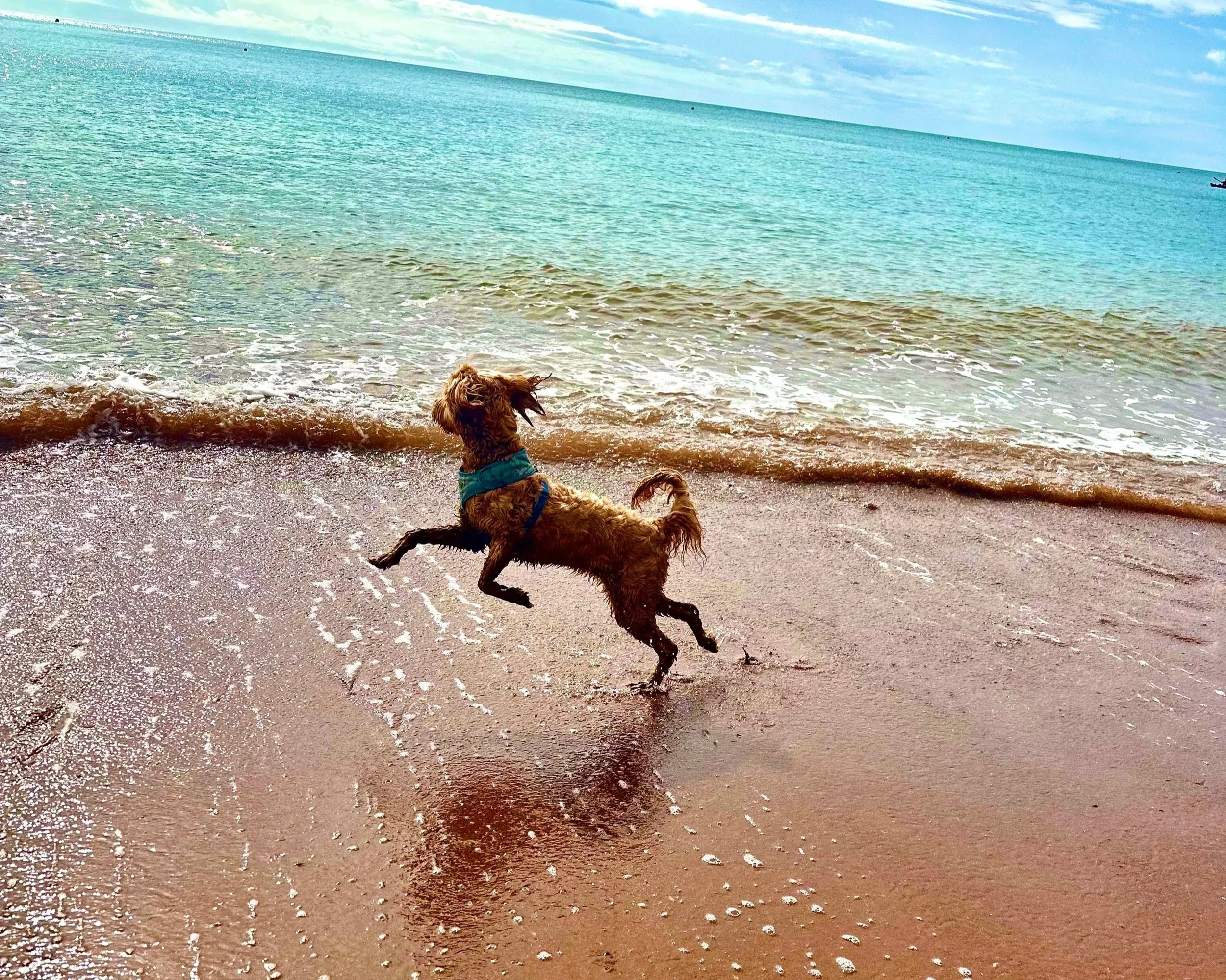 A dog with curly fur wearing a blue harness running on a sandy beach near the water with waves, a boat in the distance, and a cloudy sky.