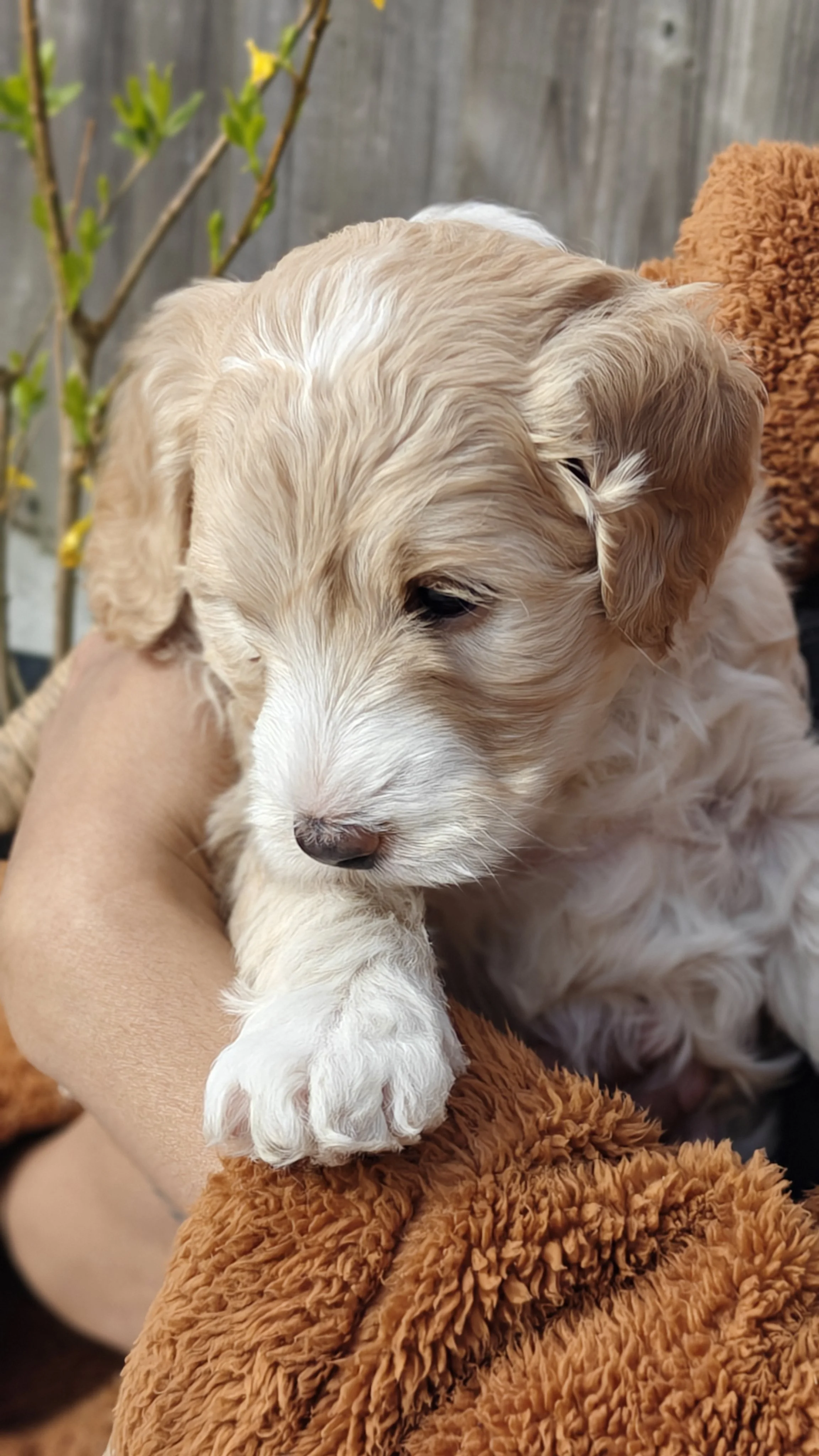 A small, cream-colored puppy with white fur, holding its paw in a person's hand, sitting on a furry brown blanket with a gray wooden fence and green plants in the background.