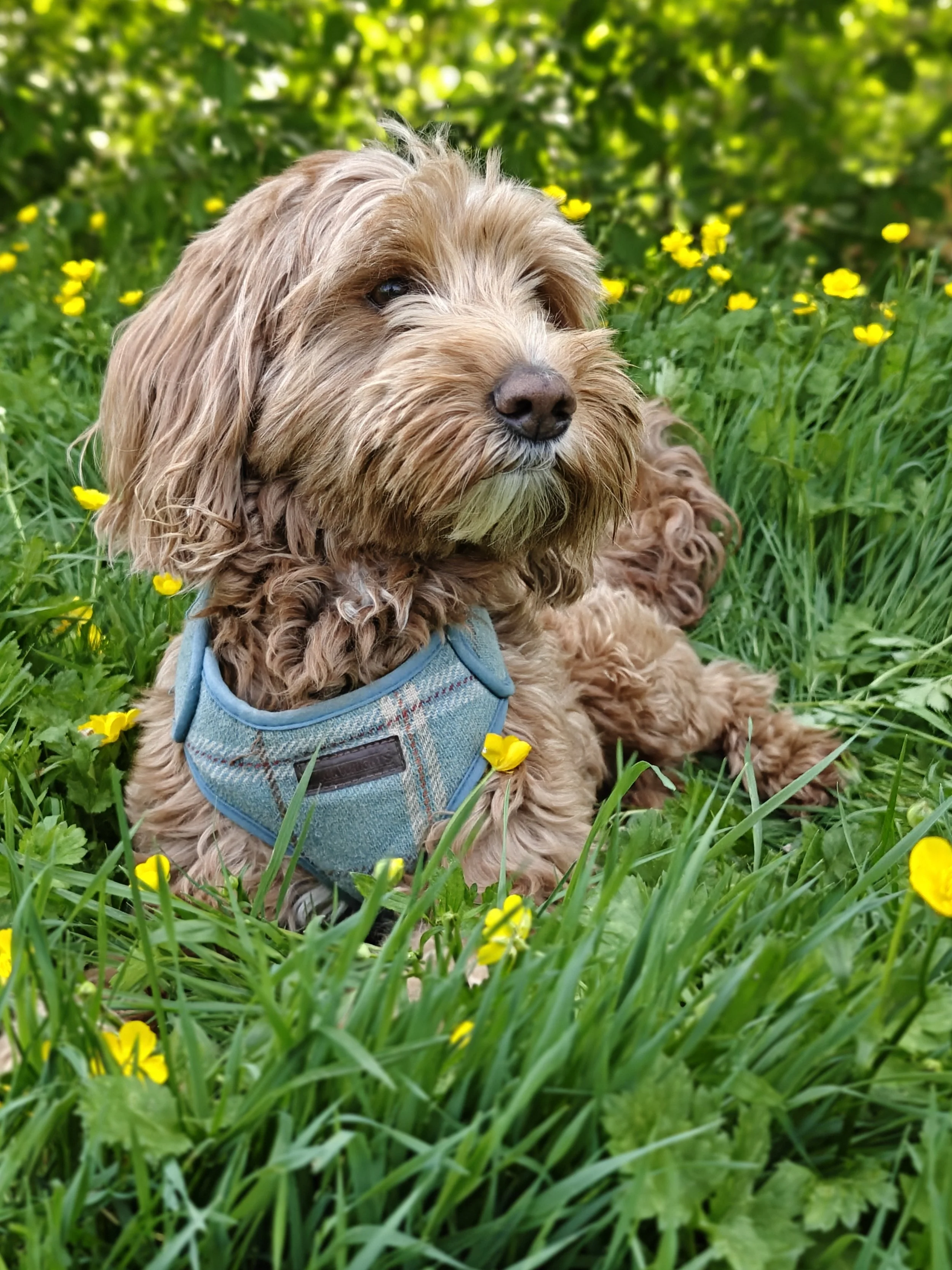 A brown, curly-haired dog sitting on green grass with yellow flowers and greenery in the background, wearing a blue harness.