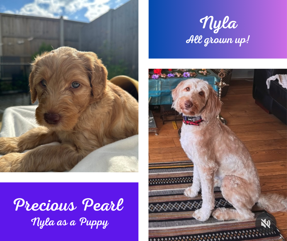 Side-by-side photos of a dog, showing its growth from puppy to adult. The puppy has a light brown, wavy coat and the adult dog has a similar coat with a slightly longer, curlier appearance. Text on the image states 'Precious Pearl Nyla as a Puppy' on the left and 'Nyla All grown up!' on the right.
