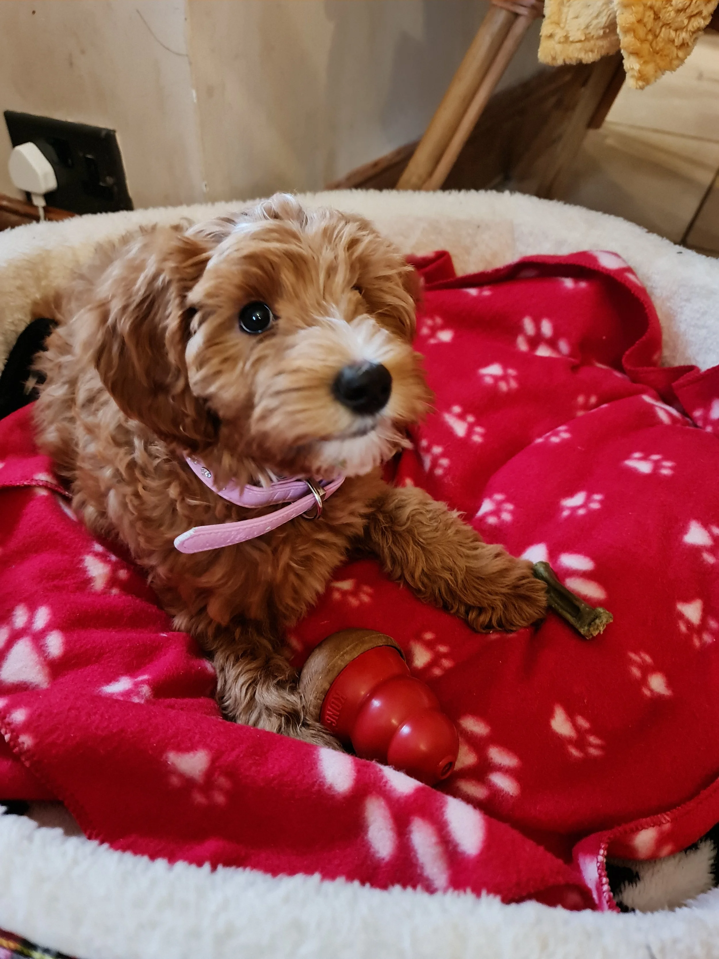 Couscous lying on a red blanket with white snowflake patterns, holding a chew toy in its paw.