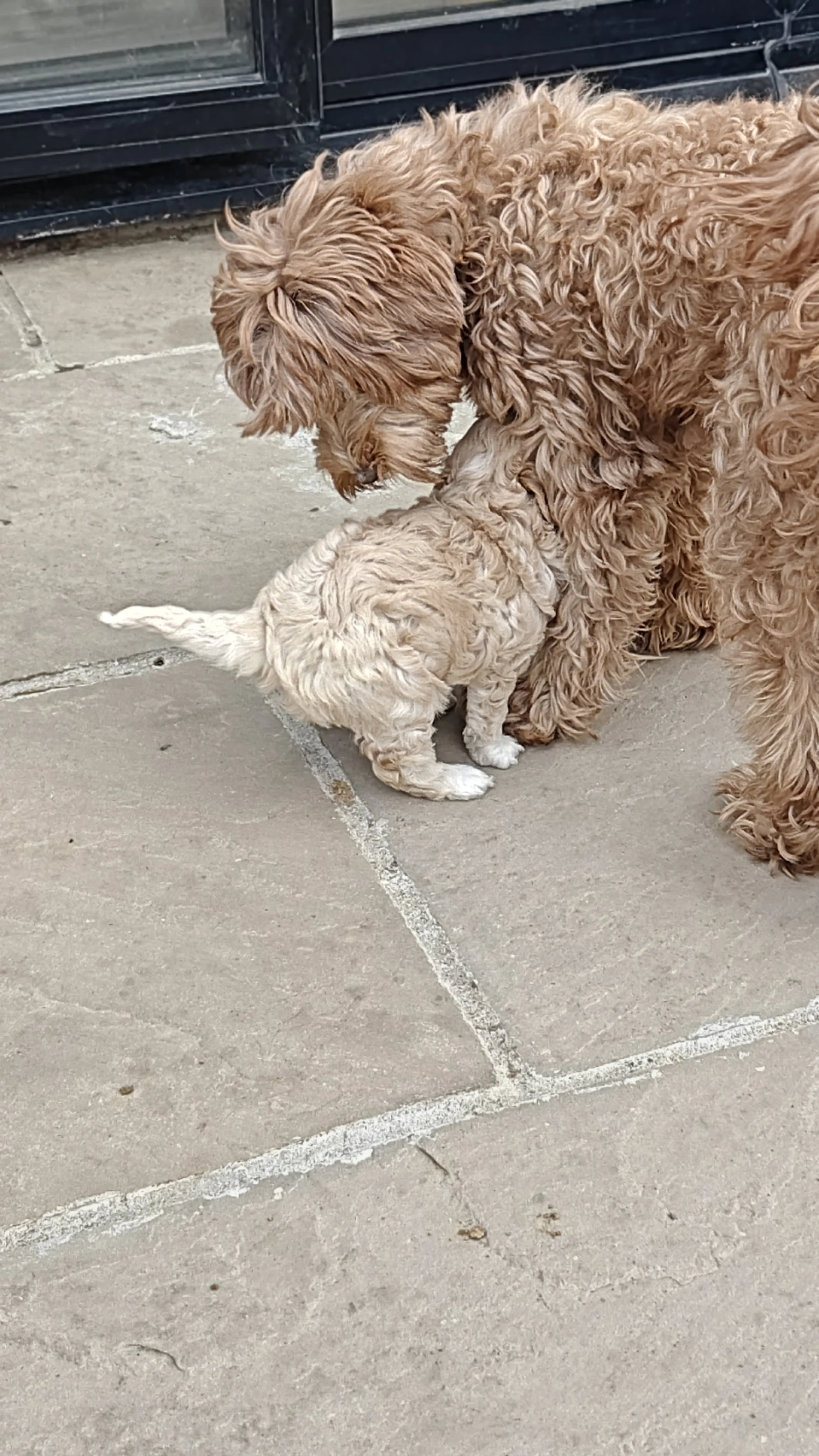 A large, curly-haired dog nuzzles a very small puppy on a tiled outdoor patio.