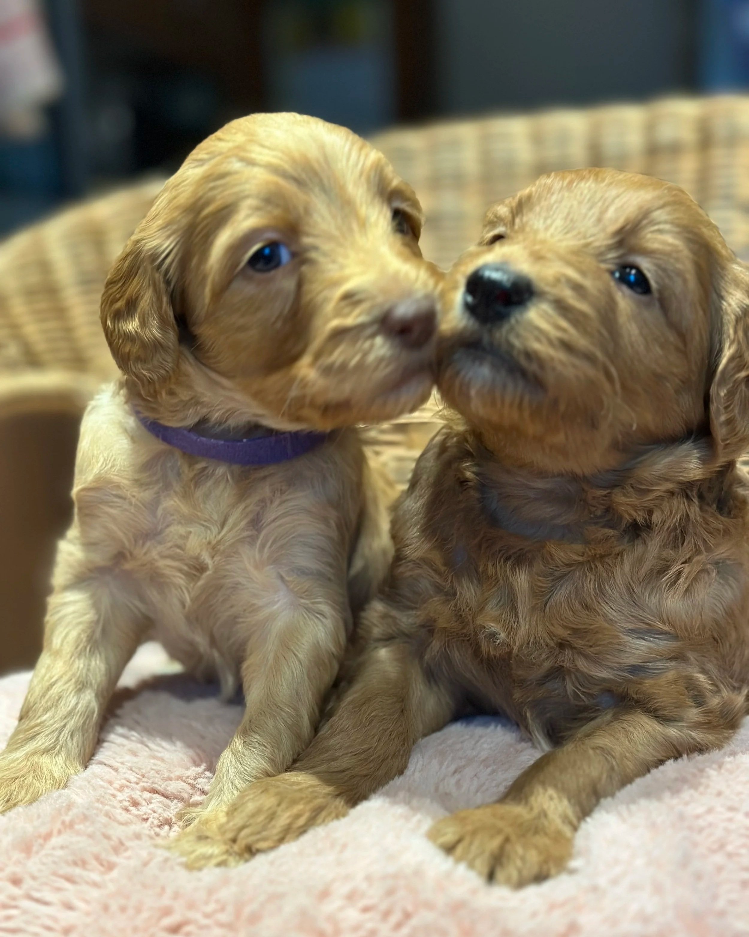 Two adorable light brown puppies cuddling on a soft, fluffy blanket with their noses touching.