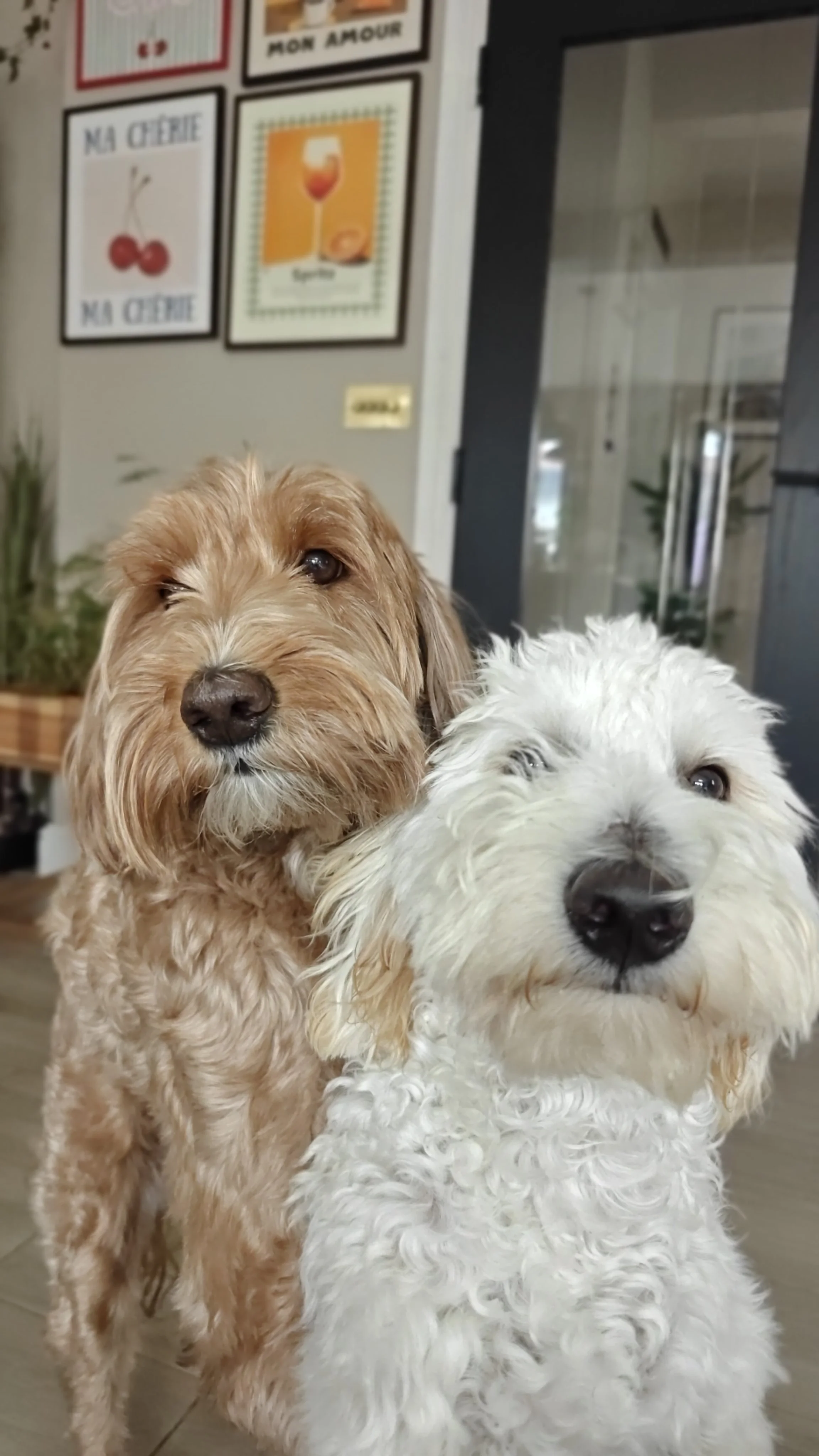 Couscous and Kiki.