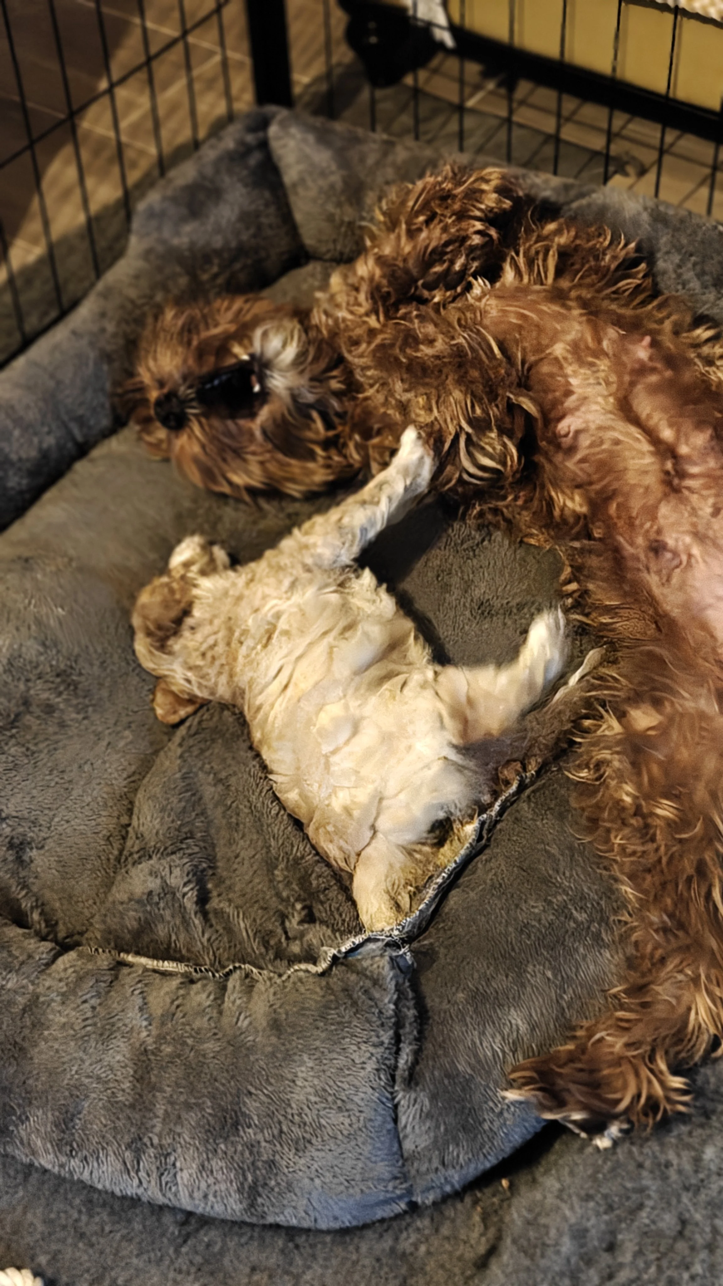 A dog with curly brown fur and a puppy with light-colored, slightly curly fur lying together in a gray pet bed inside a wire enclosure.