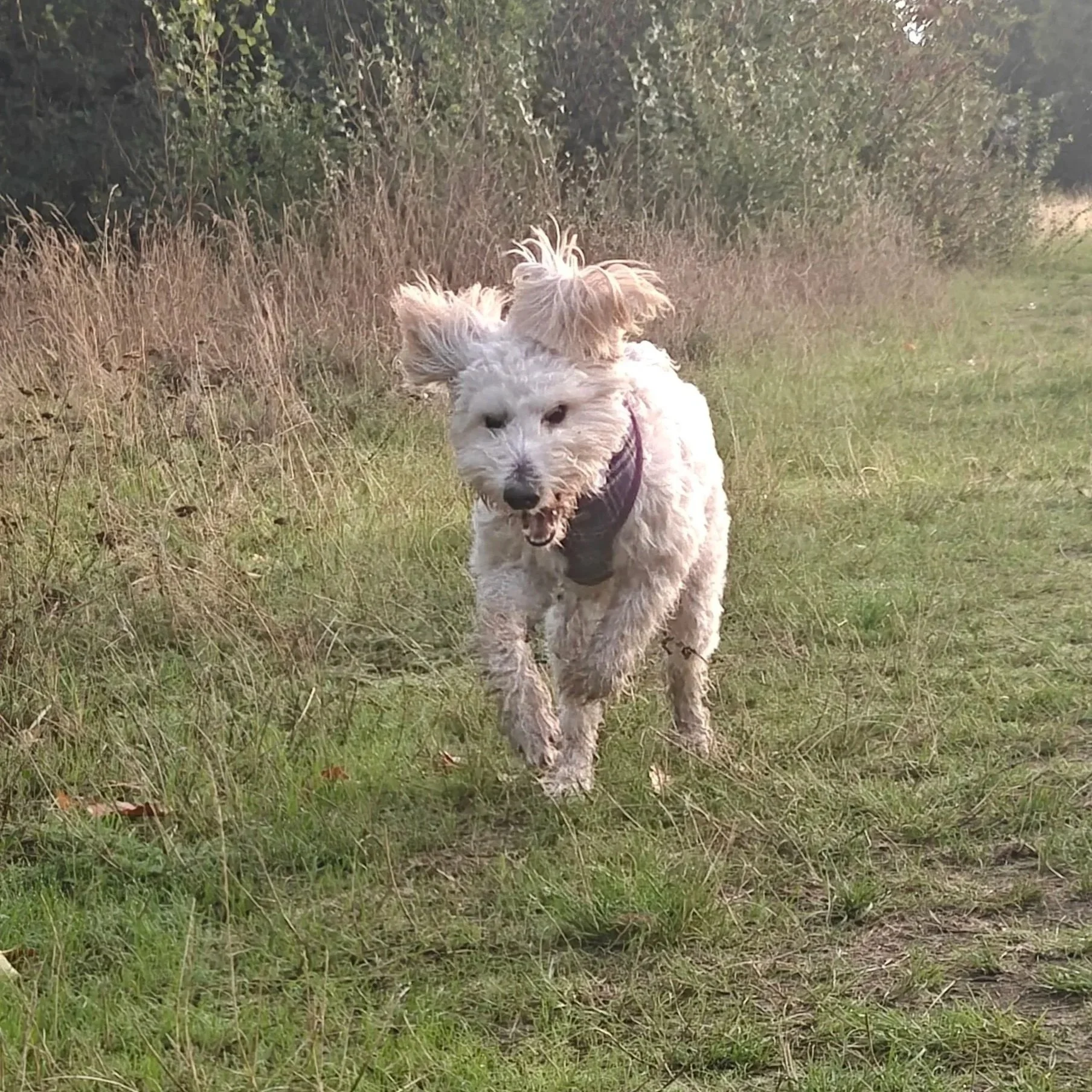 Kiki, our Australian Labradoodle, running through long grass